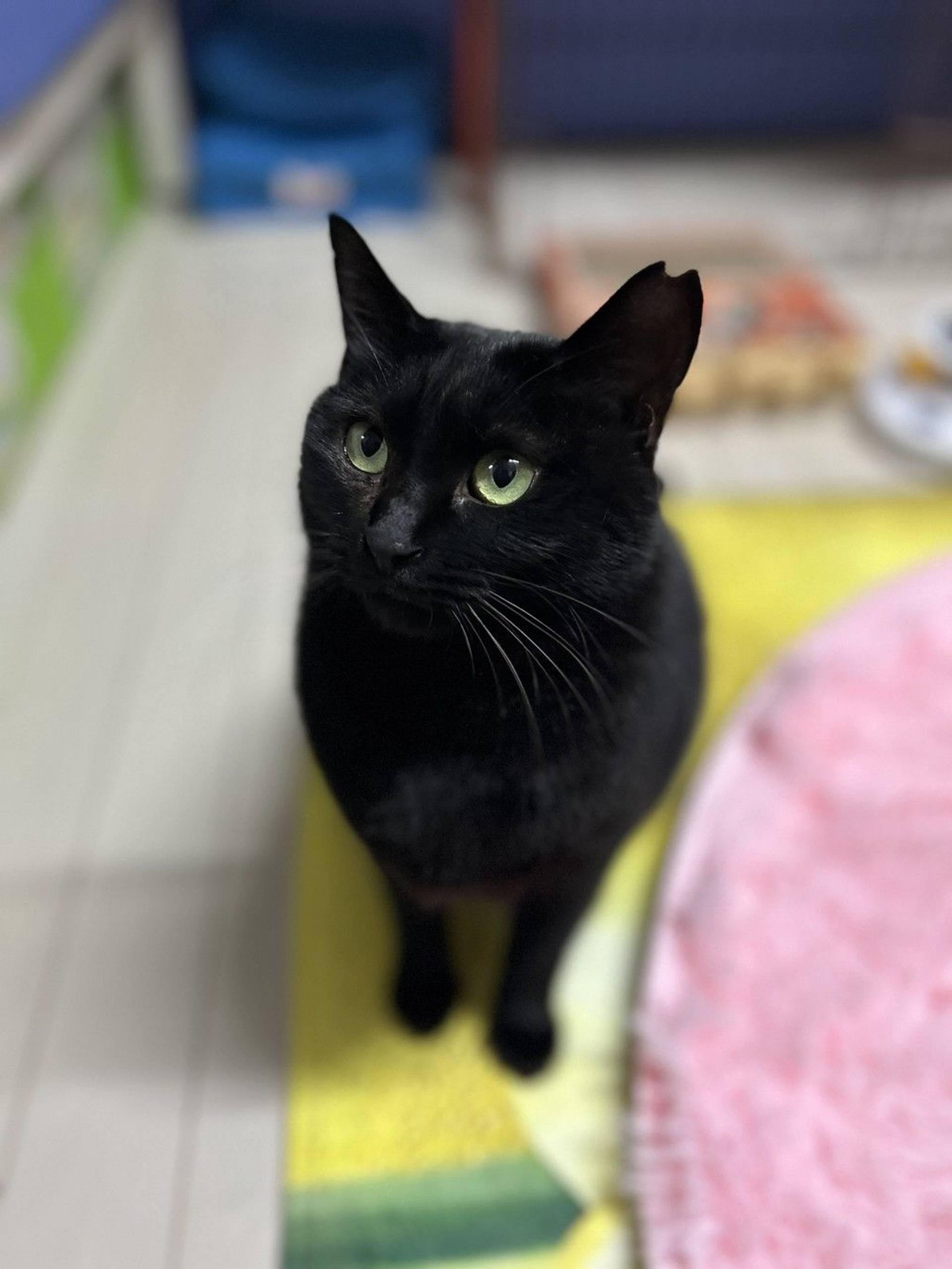 雑種（ミックス猫）・メスの里親募集の写真