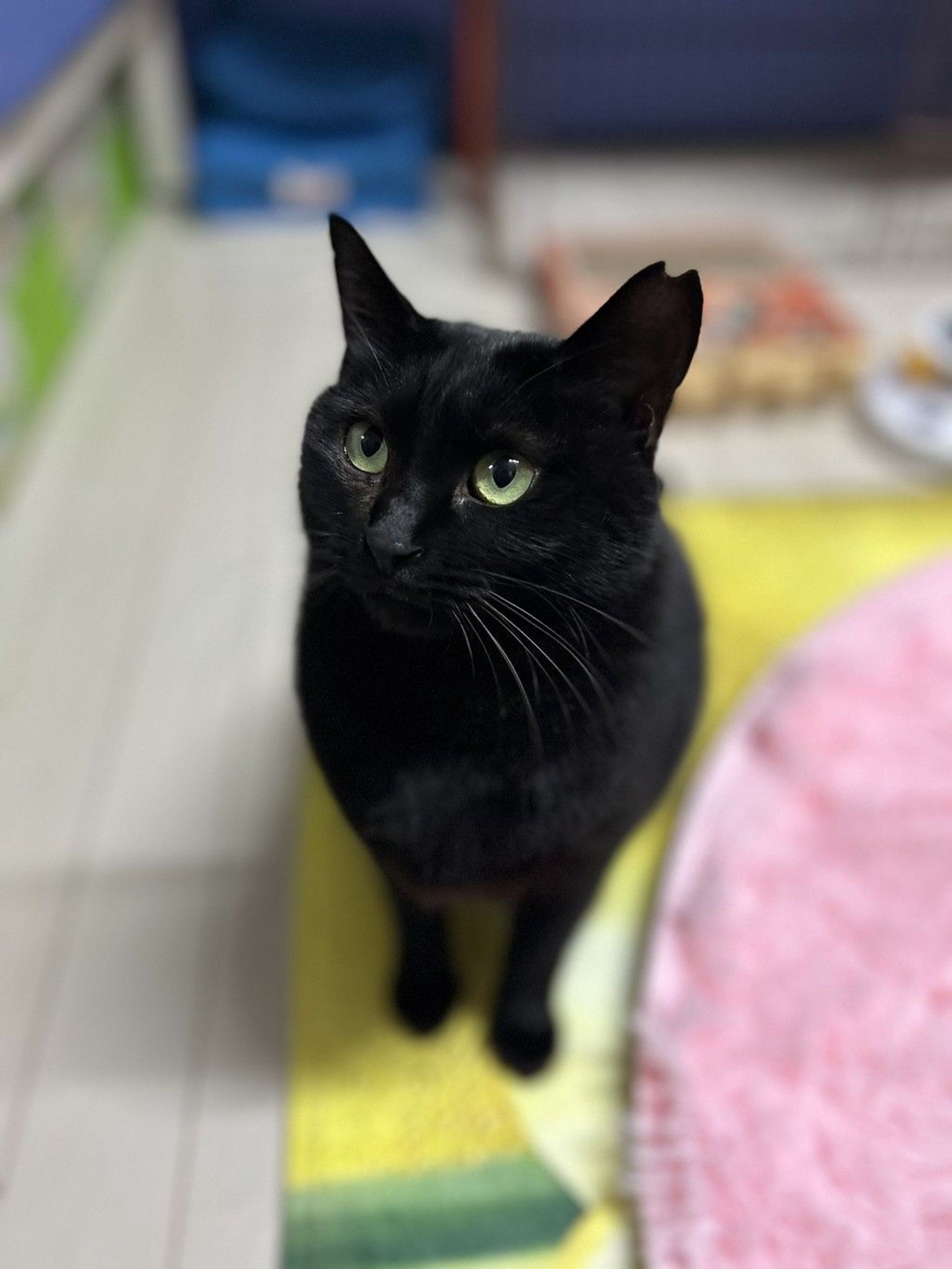 雑種（ミックス猫）・メスの里親募集の写真