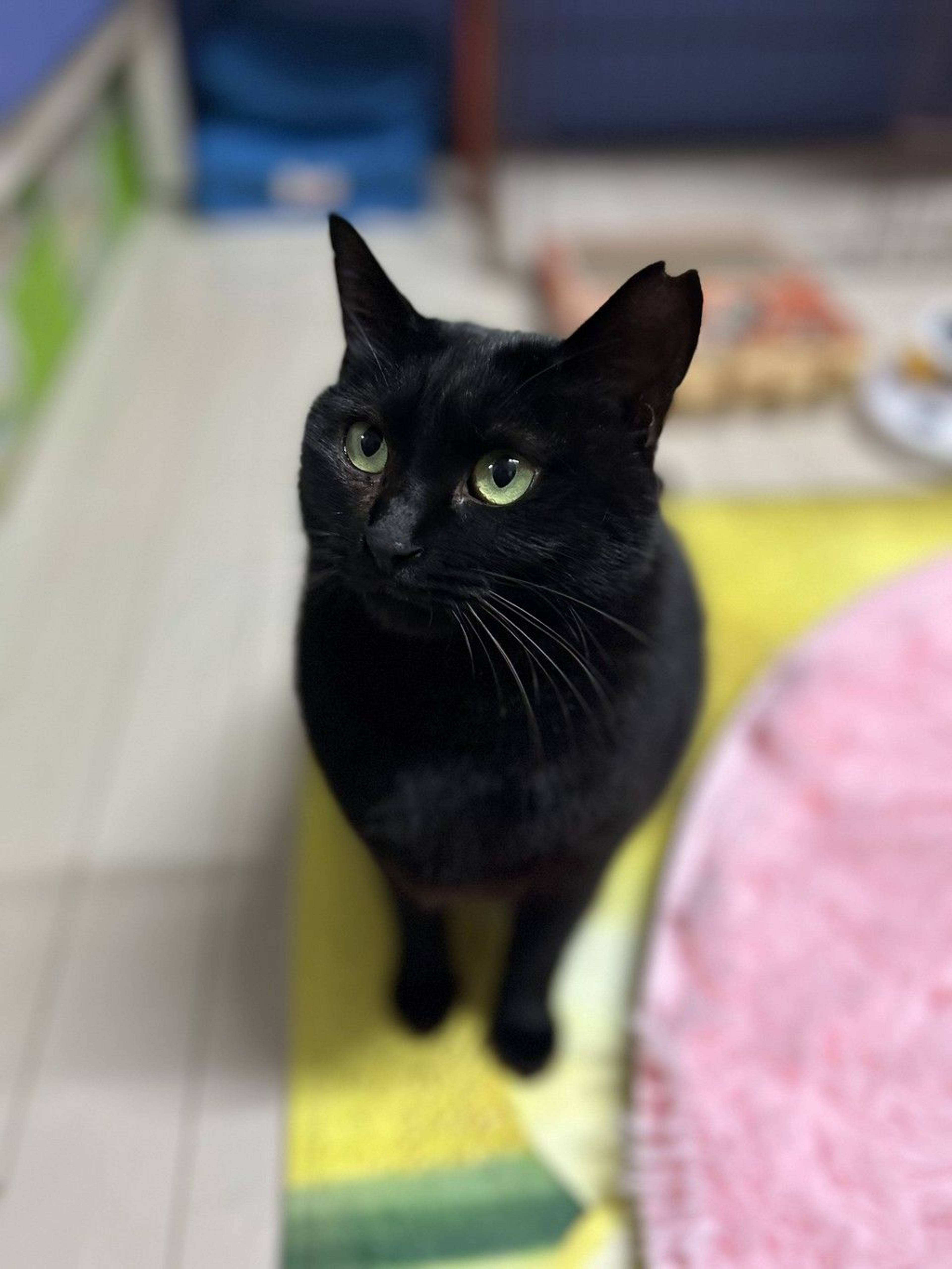 雑種（ミックス猫）・メスの里親募集の写真