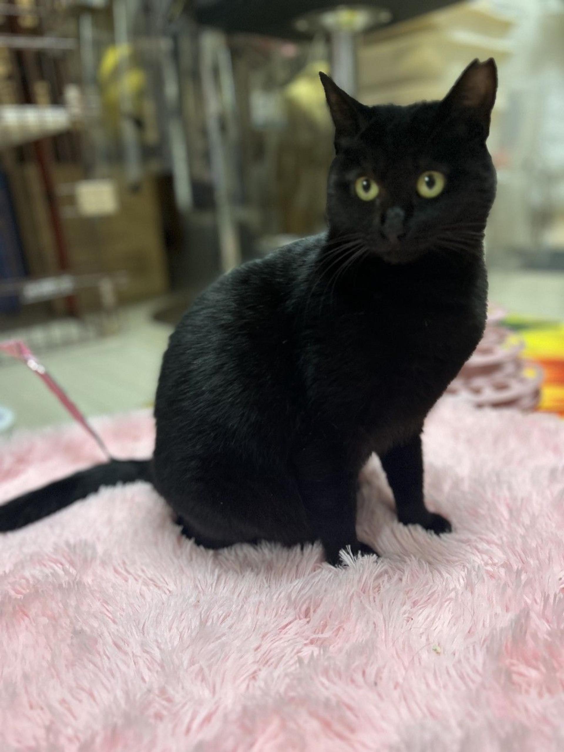 pet-image-2