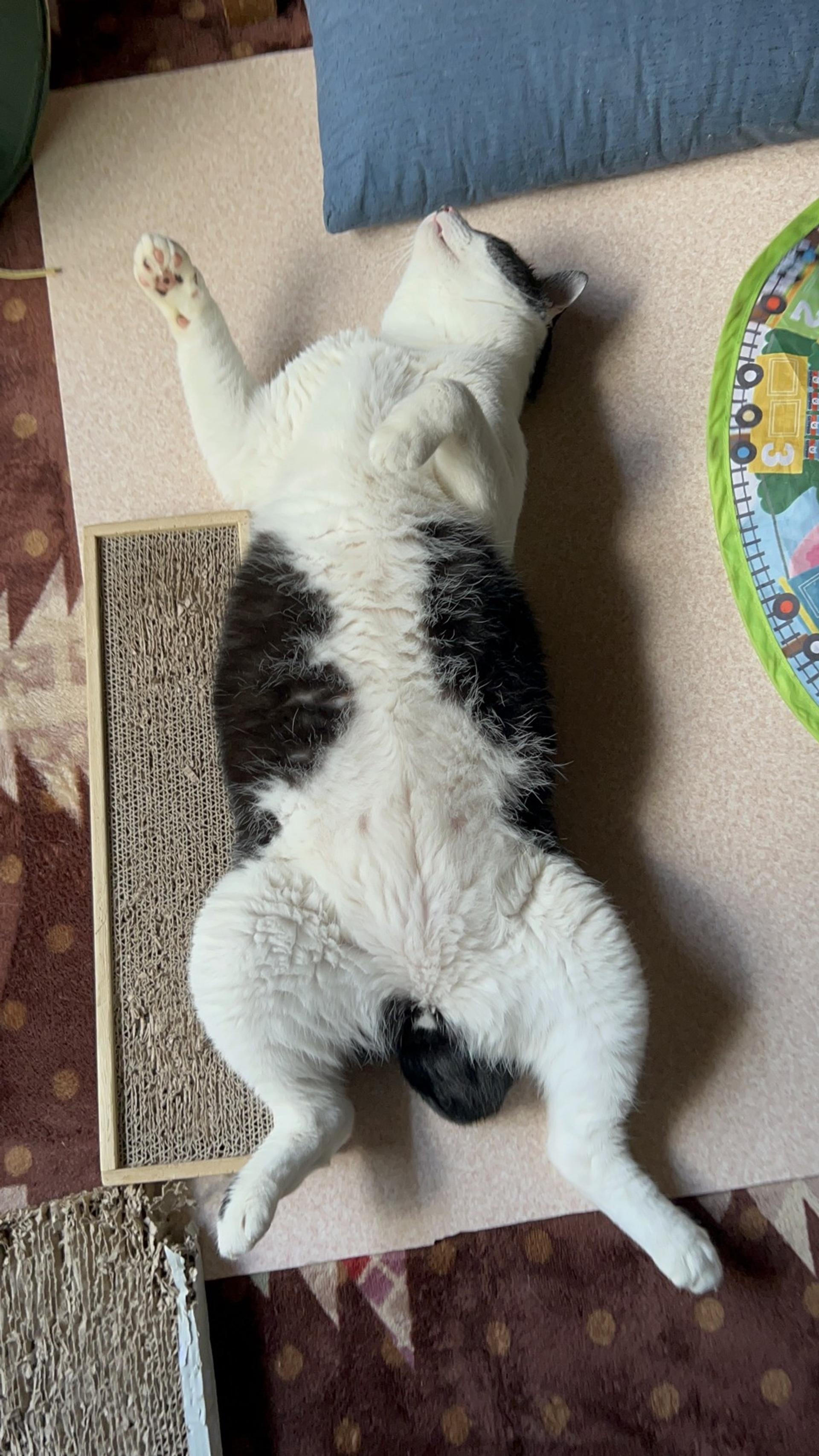 pet-image-2