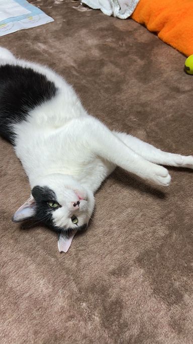 モーモー