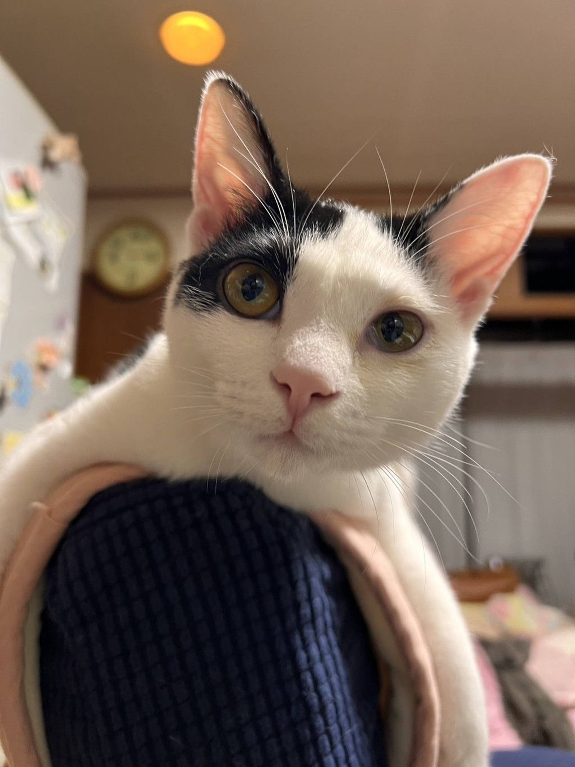 雑種（ミックス猫）・メスの里親募集の写真