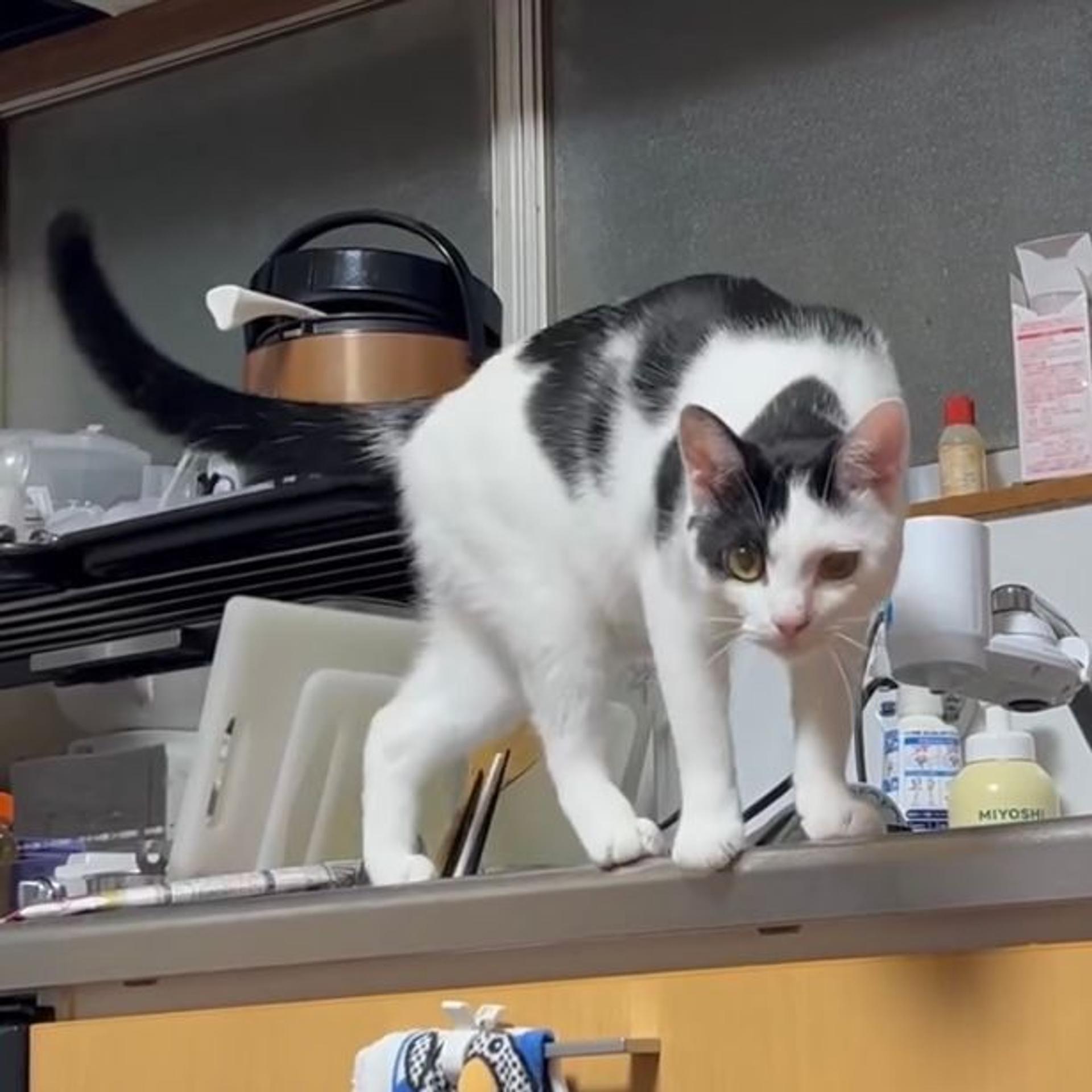 pet-image-7