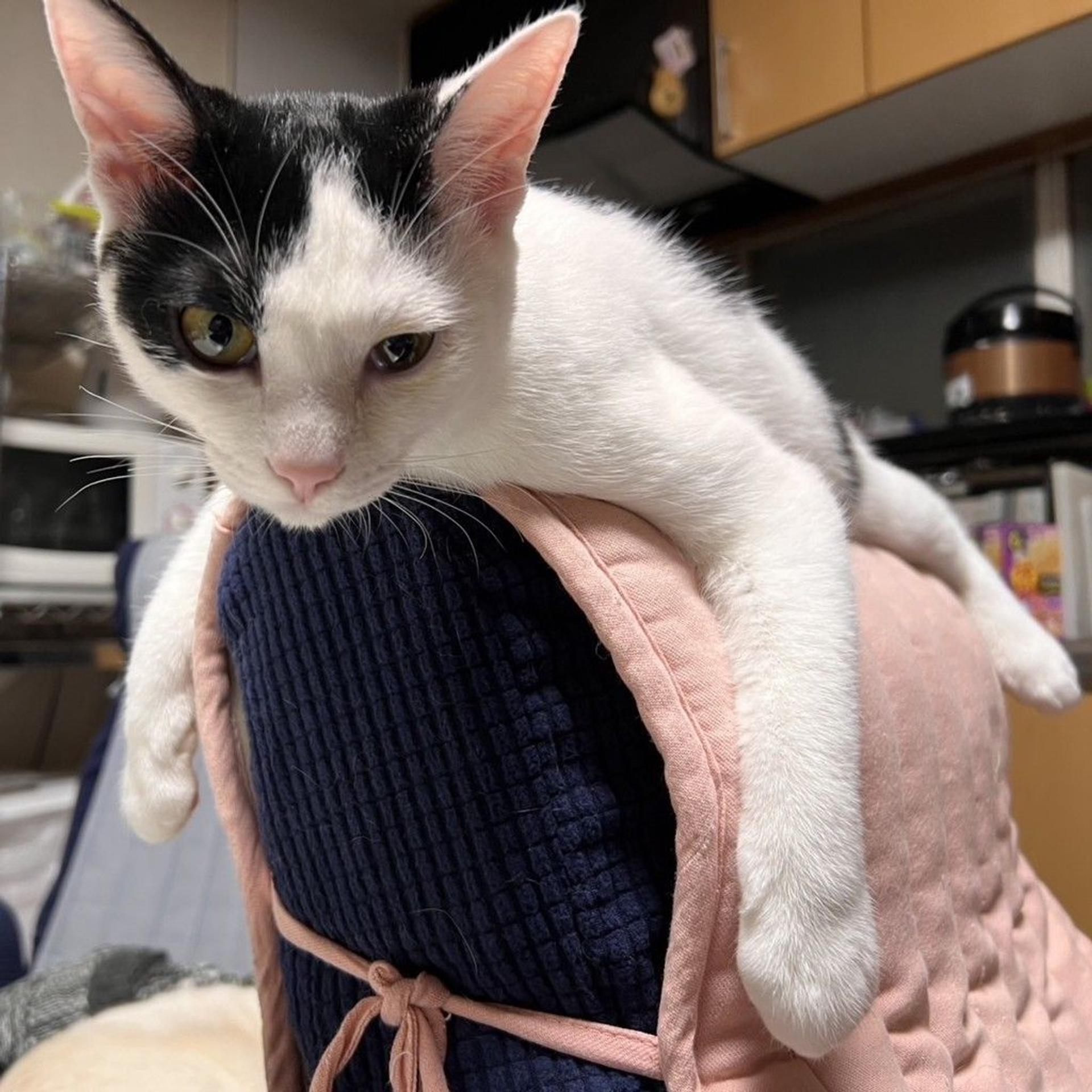 pet-image-2