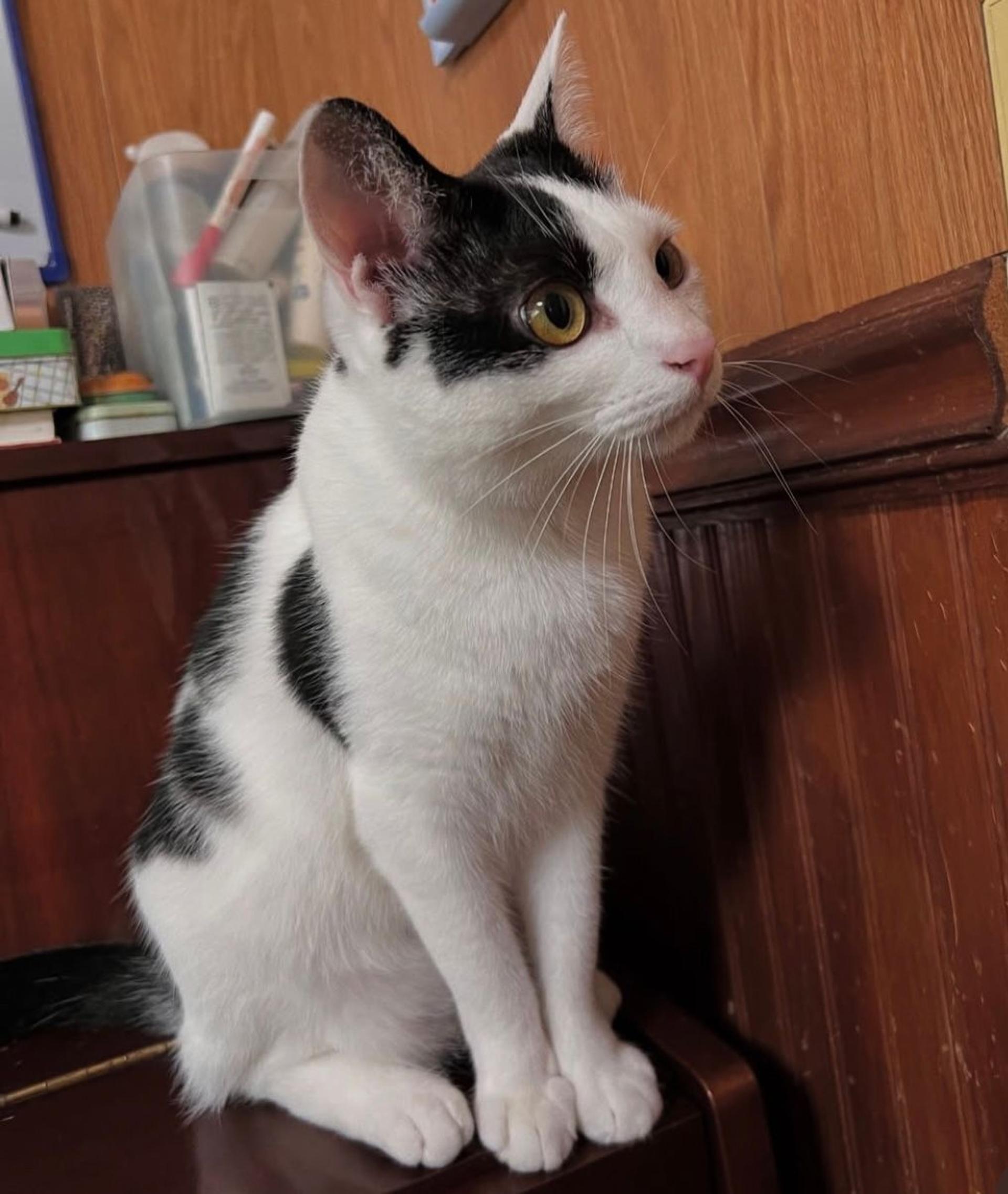 pet-image-5