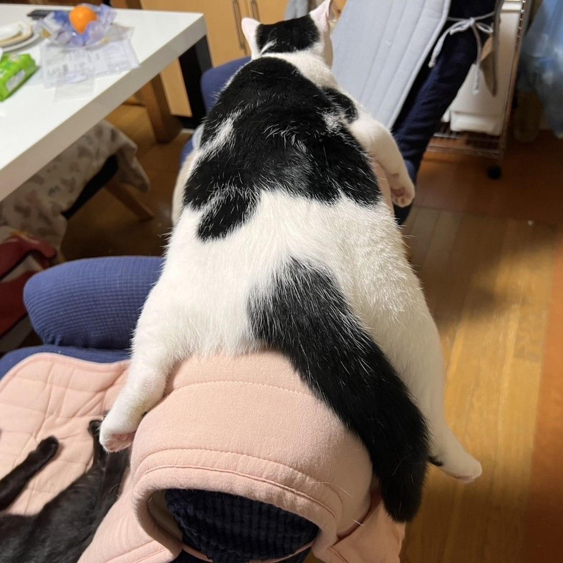 pet-image-4
