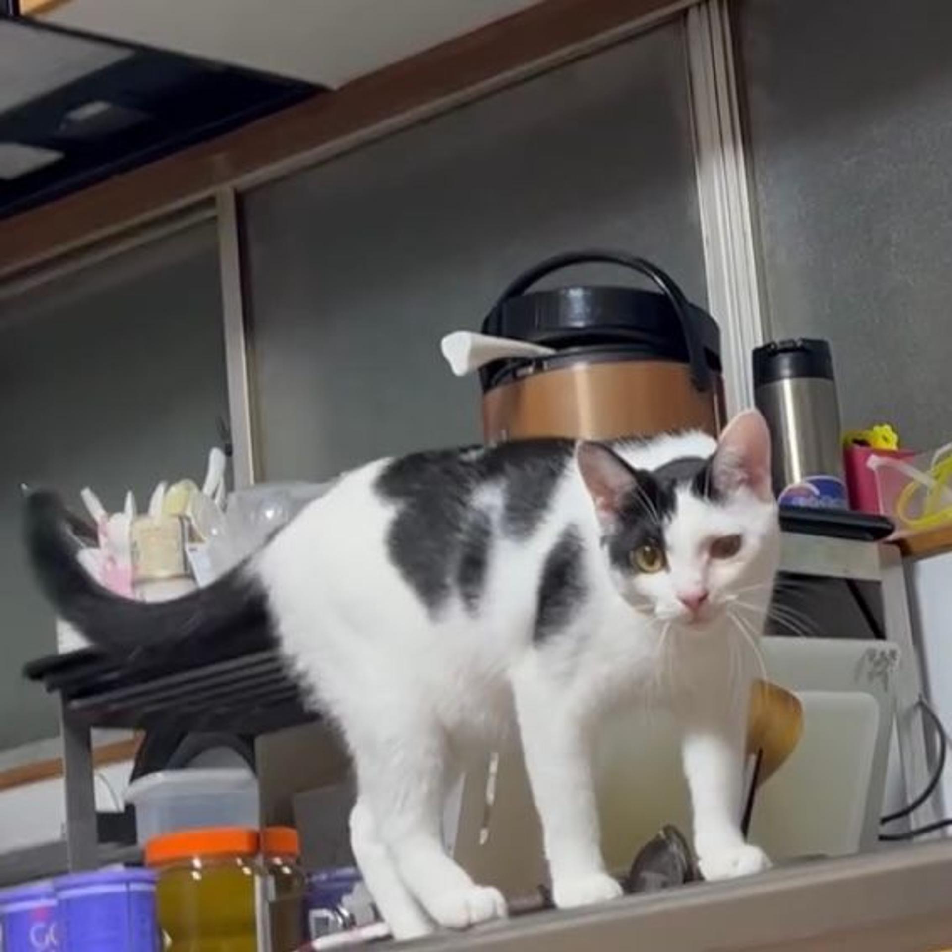 pet-image-6