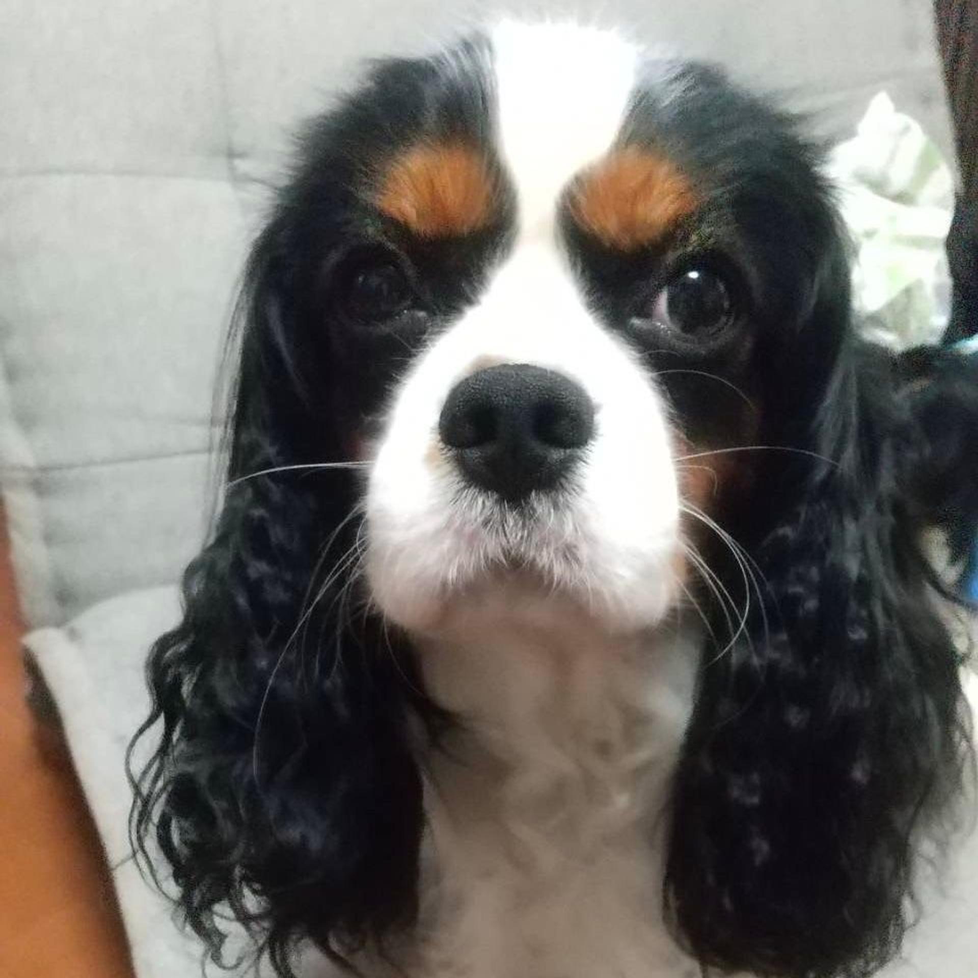pet-image-3