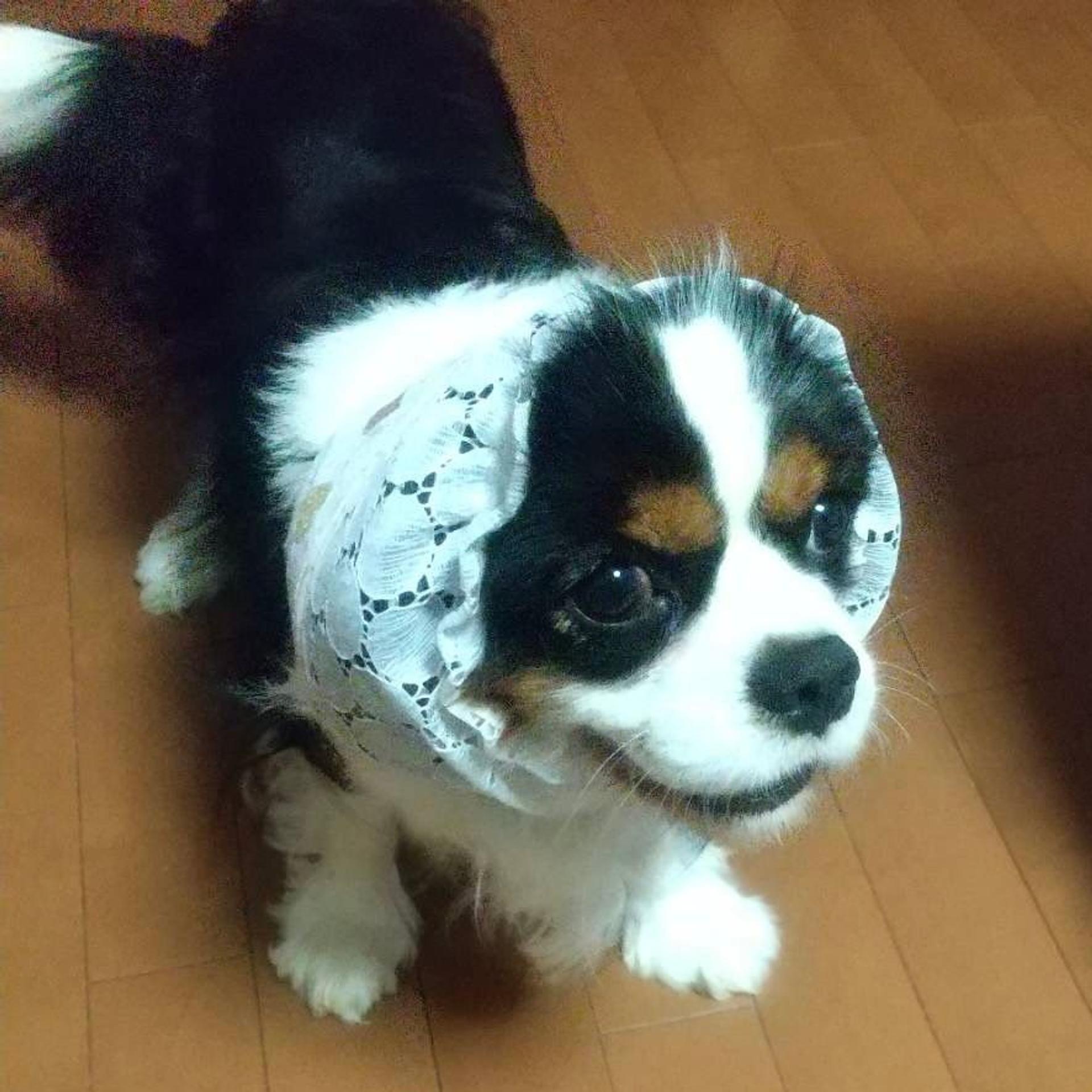 pet-image-4