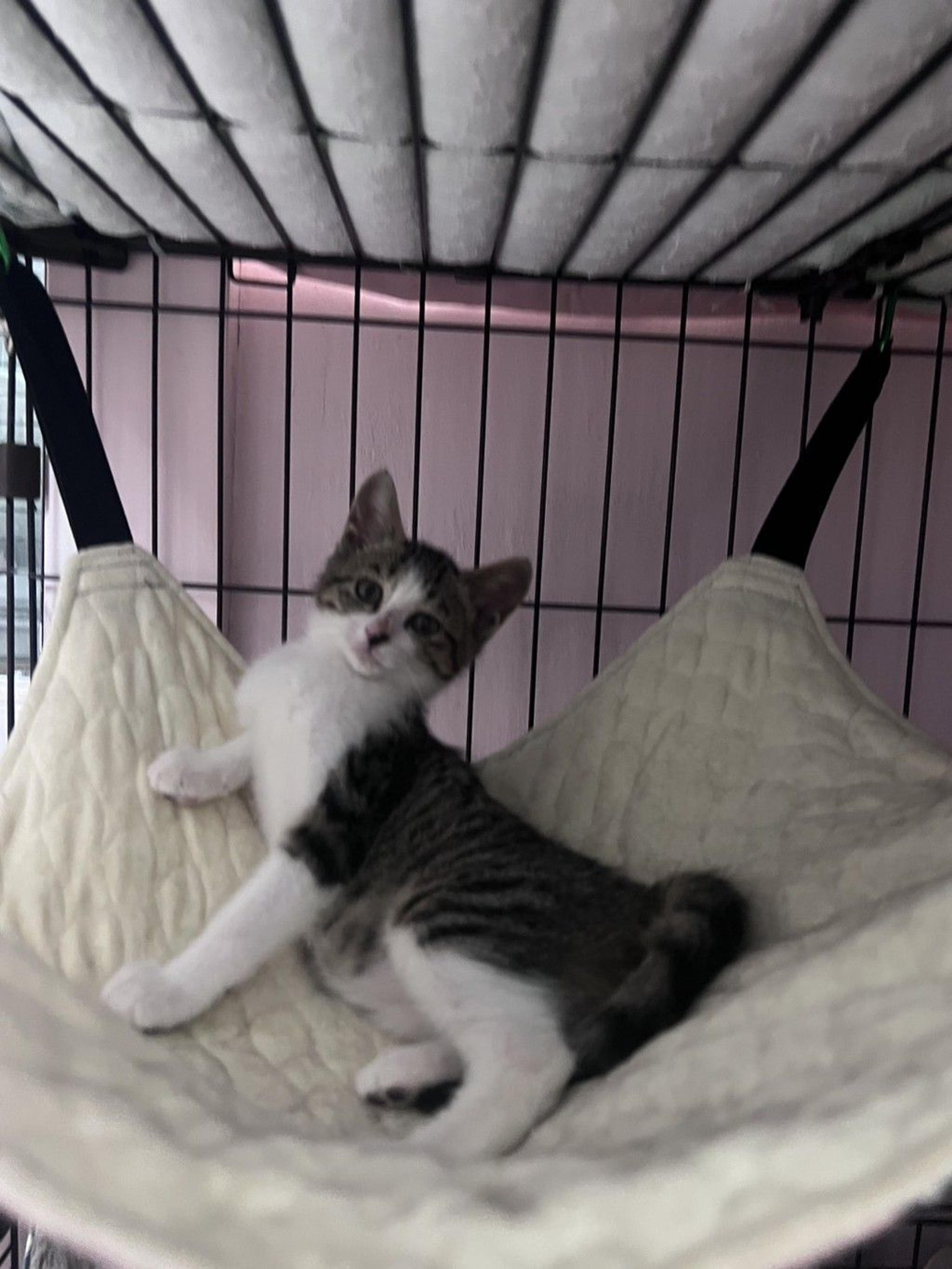 pet-image-2