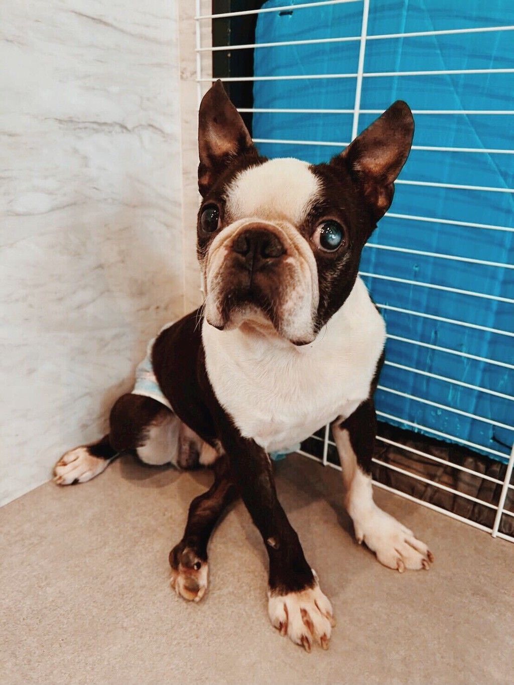 ボストンテリア ボストン・テリア - 佐野店 | ペッツワン