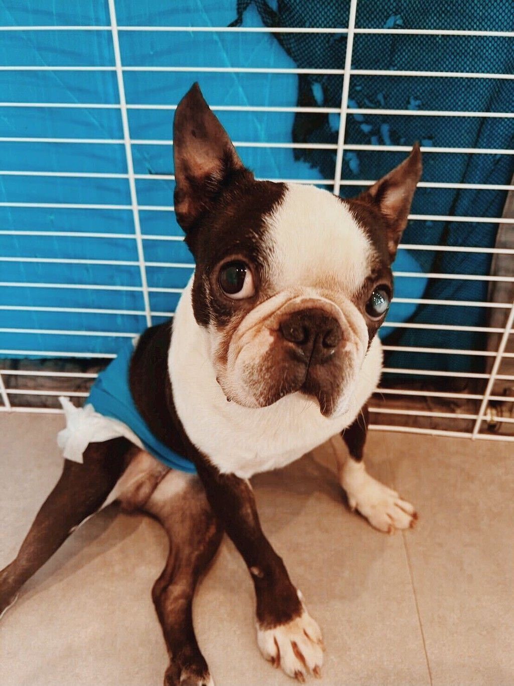 控えめだけど、心はとってもピュア | ボストン・テリア | ドッグ