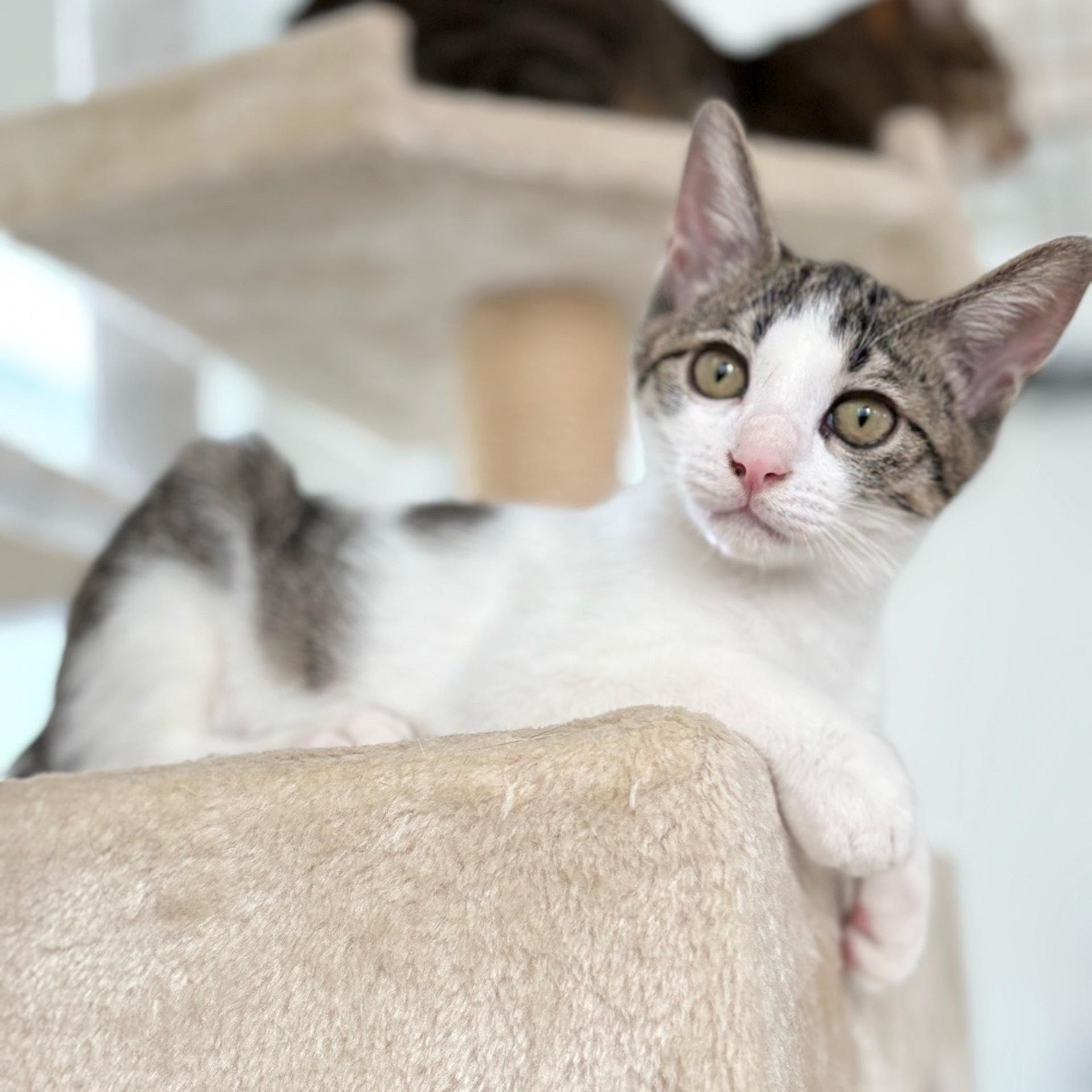 pet-image-5