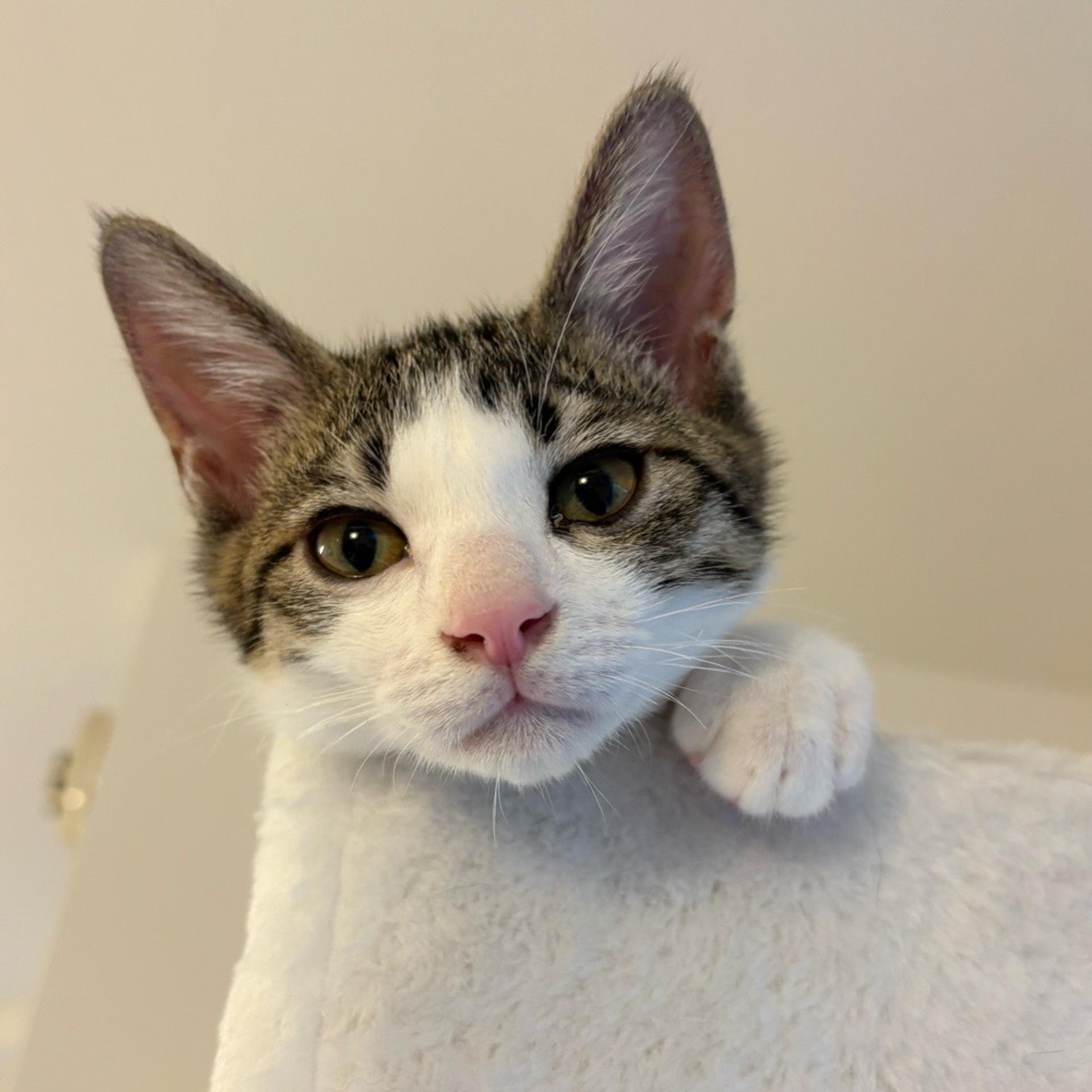 pet-image-6