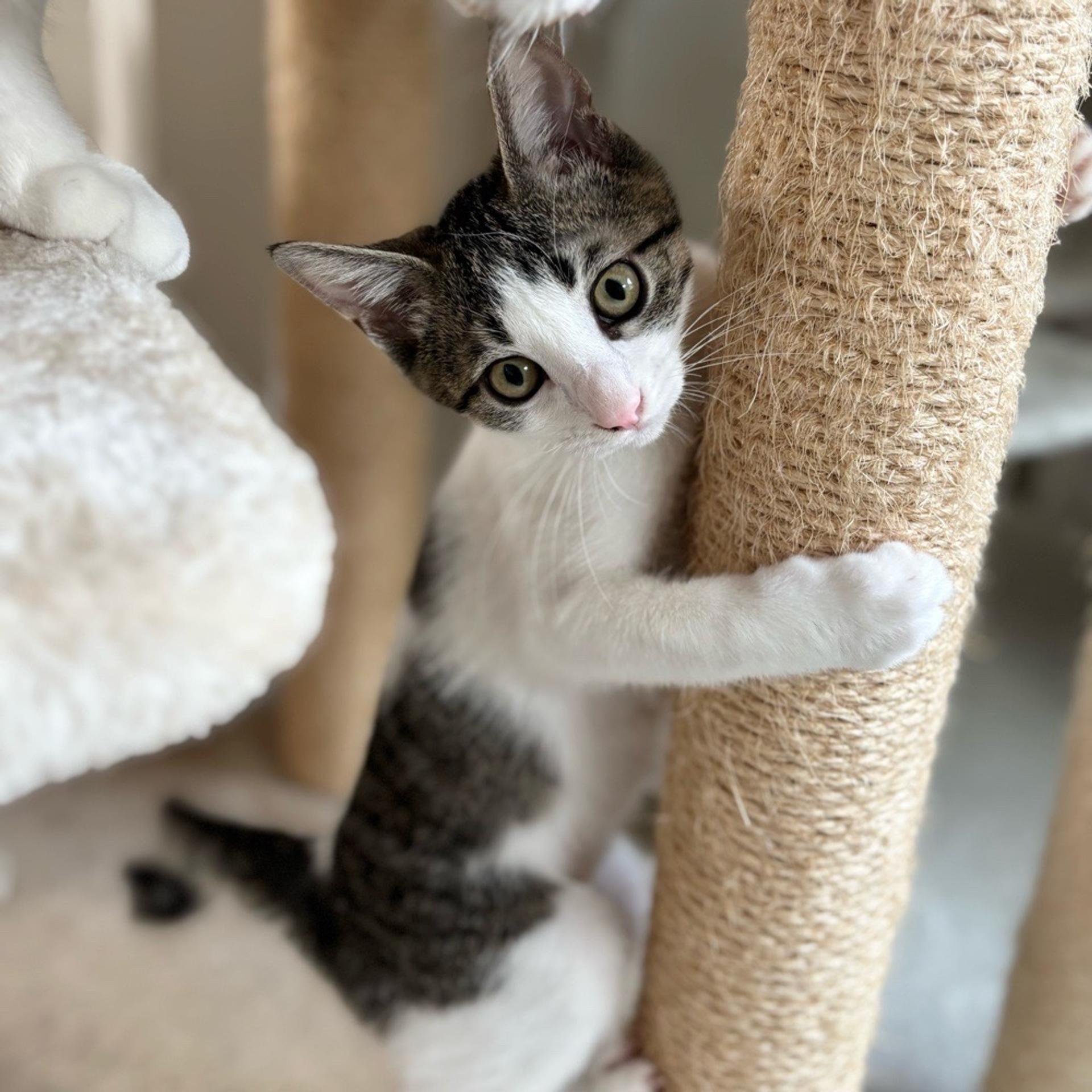pet-image-2