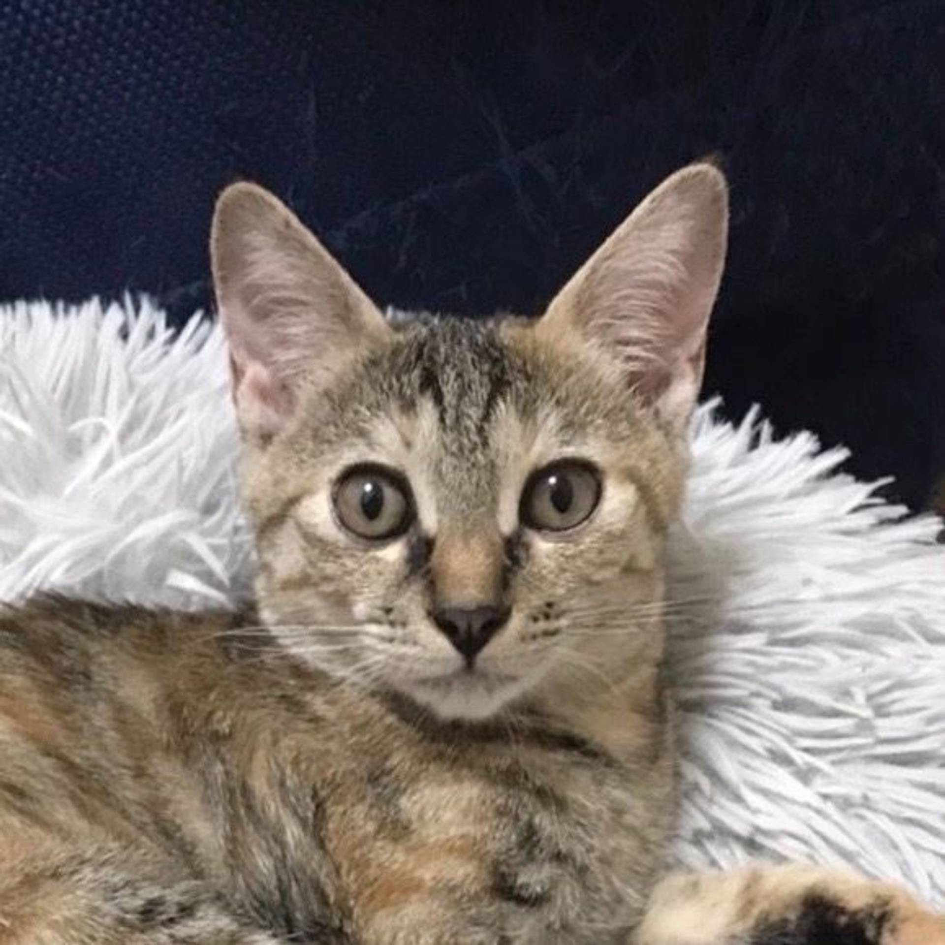雑種（ミックス猫）・メスの里親募集の写真