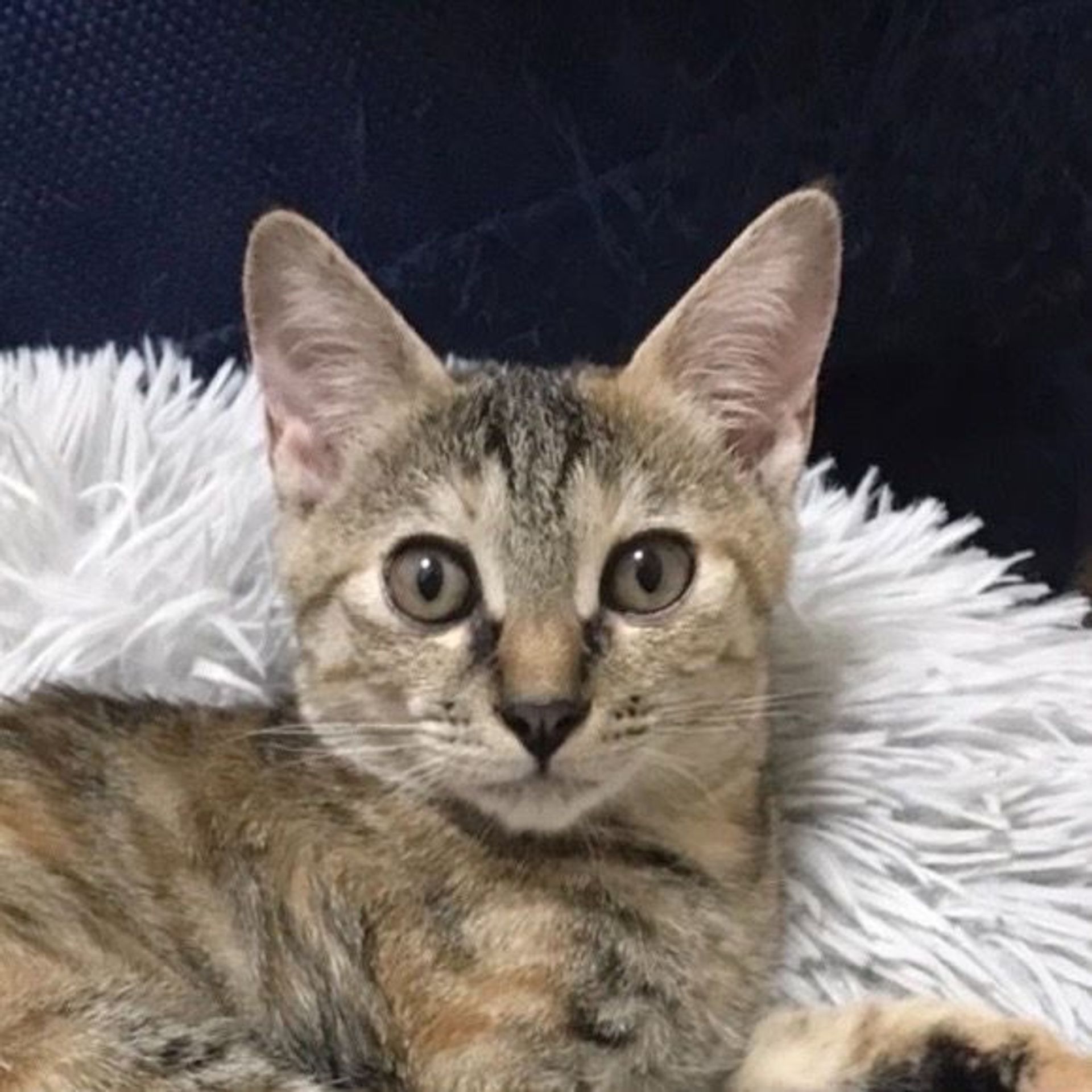 雑種（ミックス猫）・メスの里親募集の写真