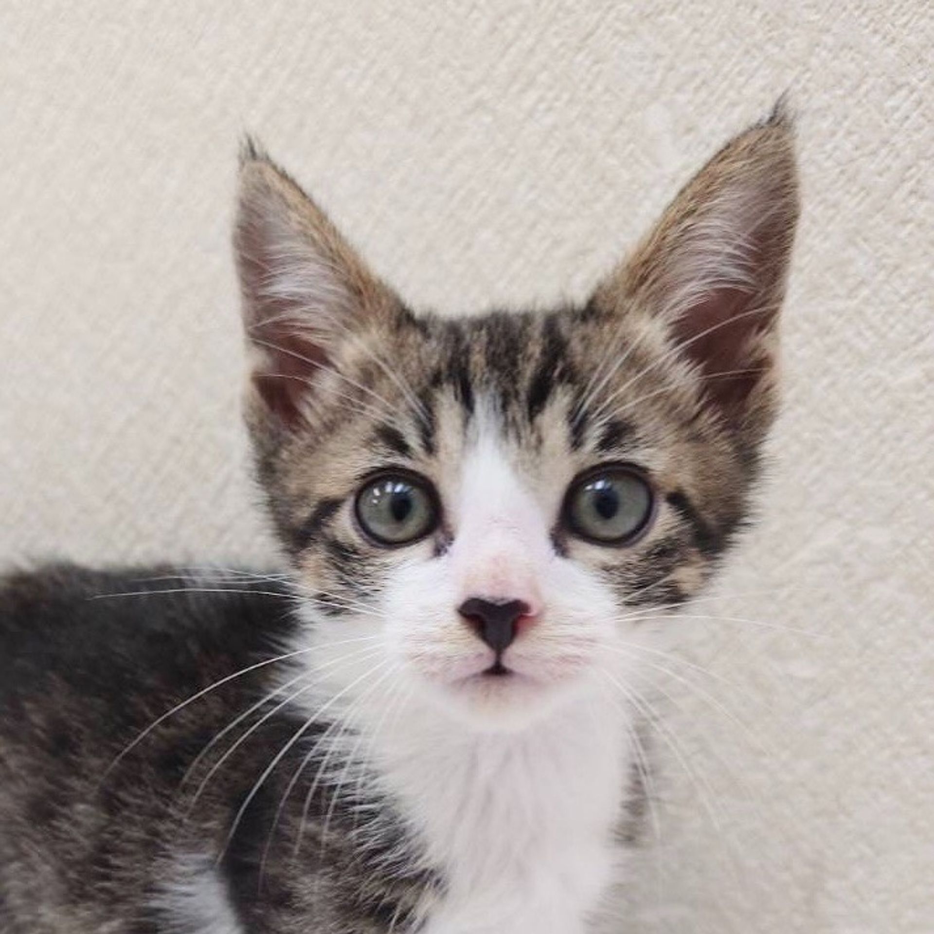 雑種（ミックス猫）・オスの里親募集の写真