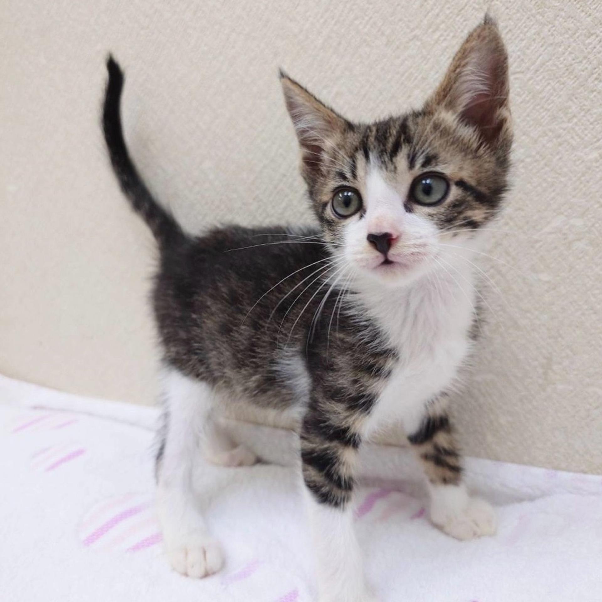 pet-image-3
