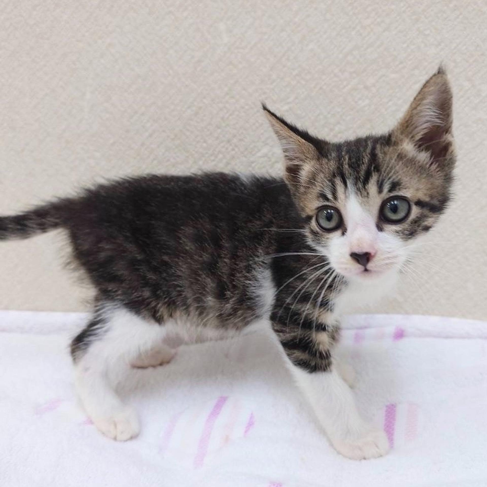 pet-image-4
