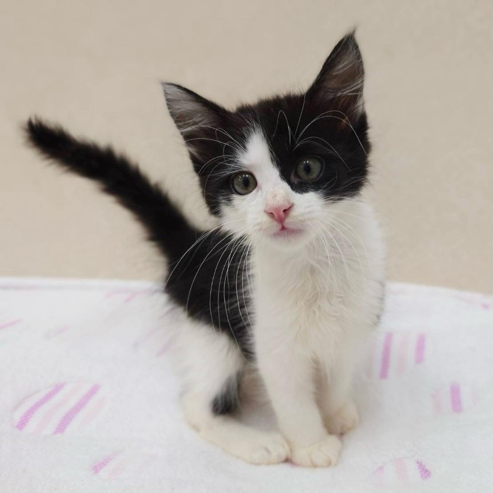 pet-image-5