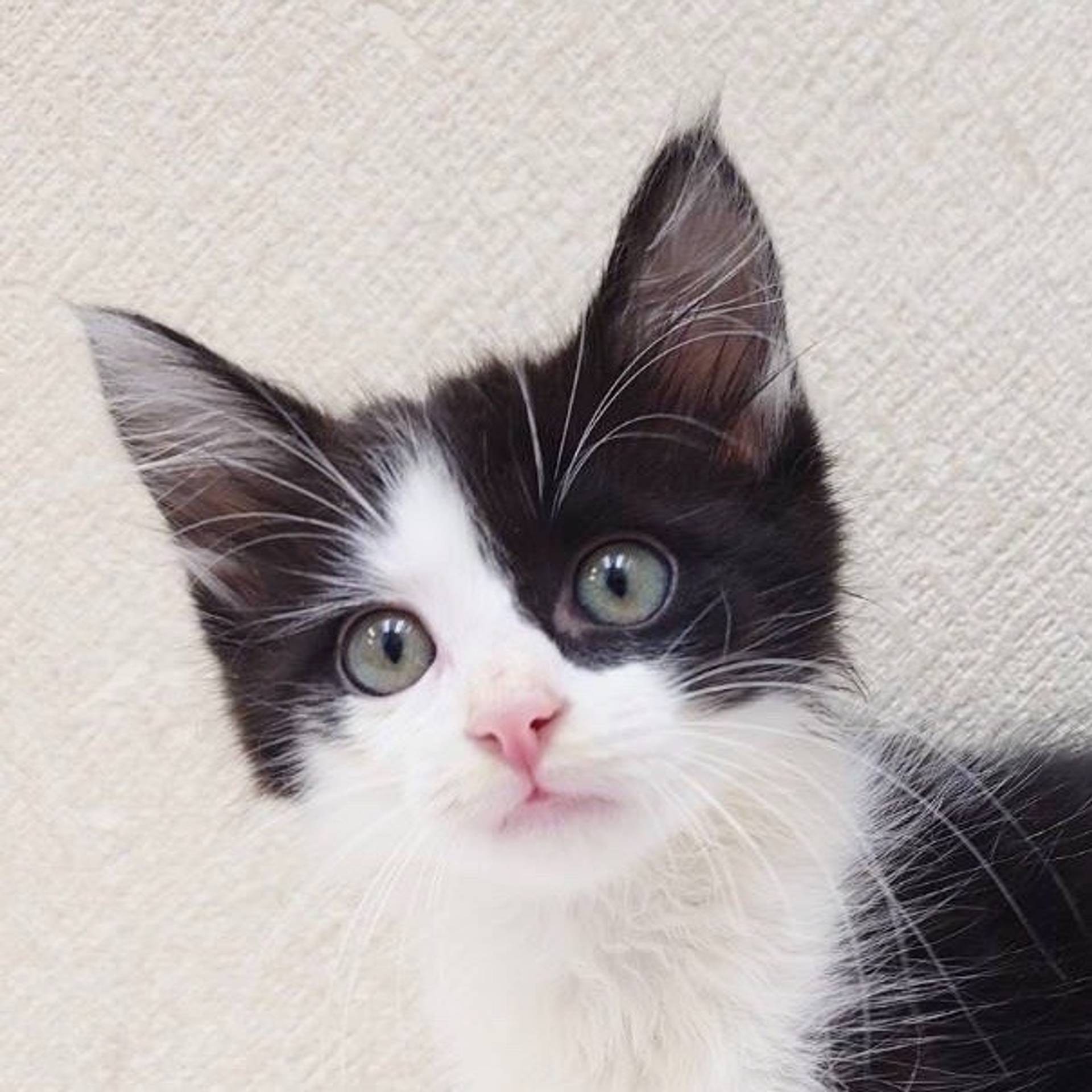 雑種（ミックス猫）・オスの里親募集の写真