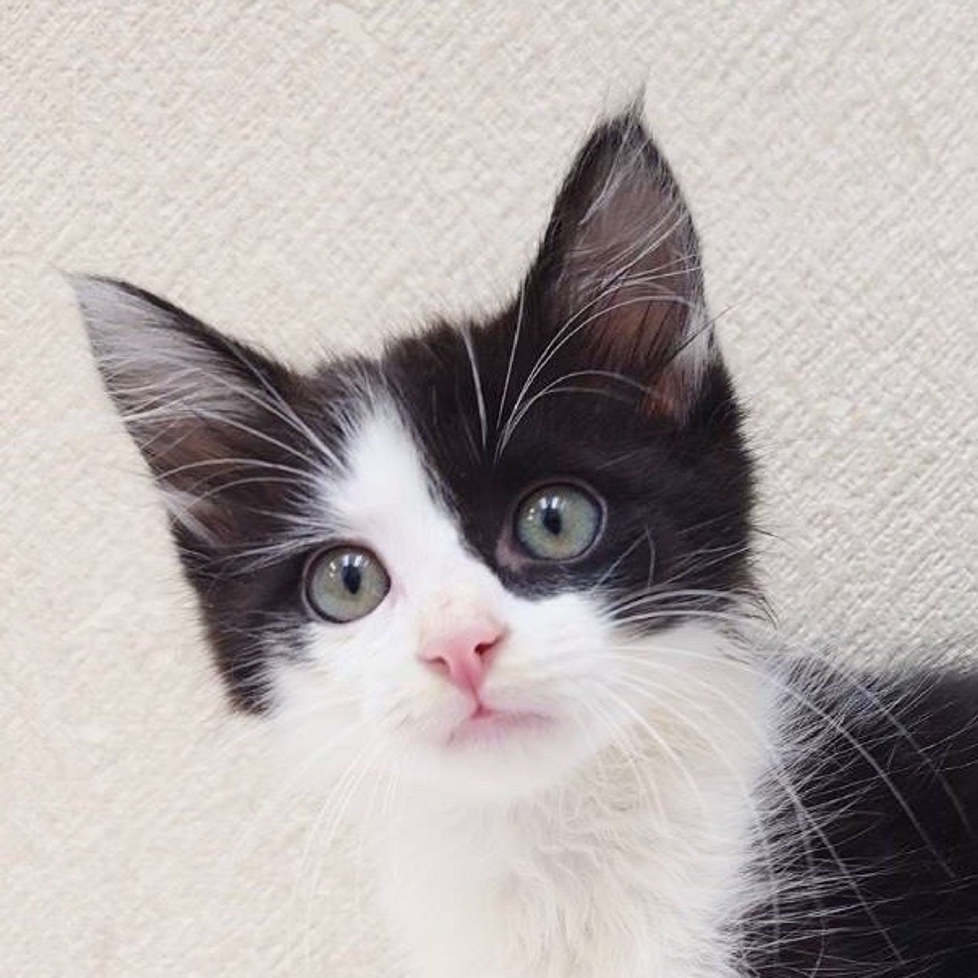 雑種（ミックス猫）・オスの里親募集の写真