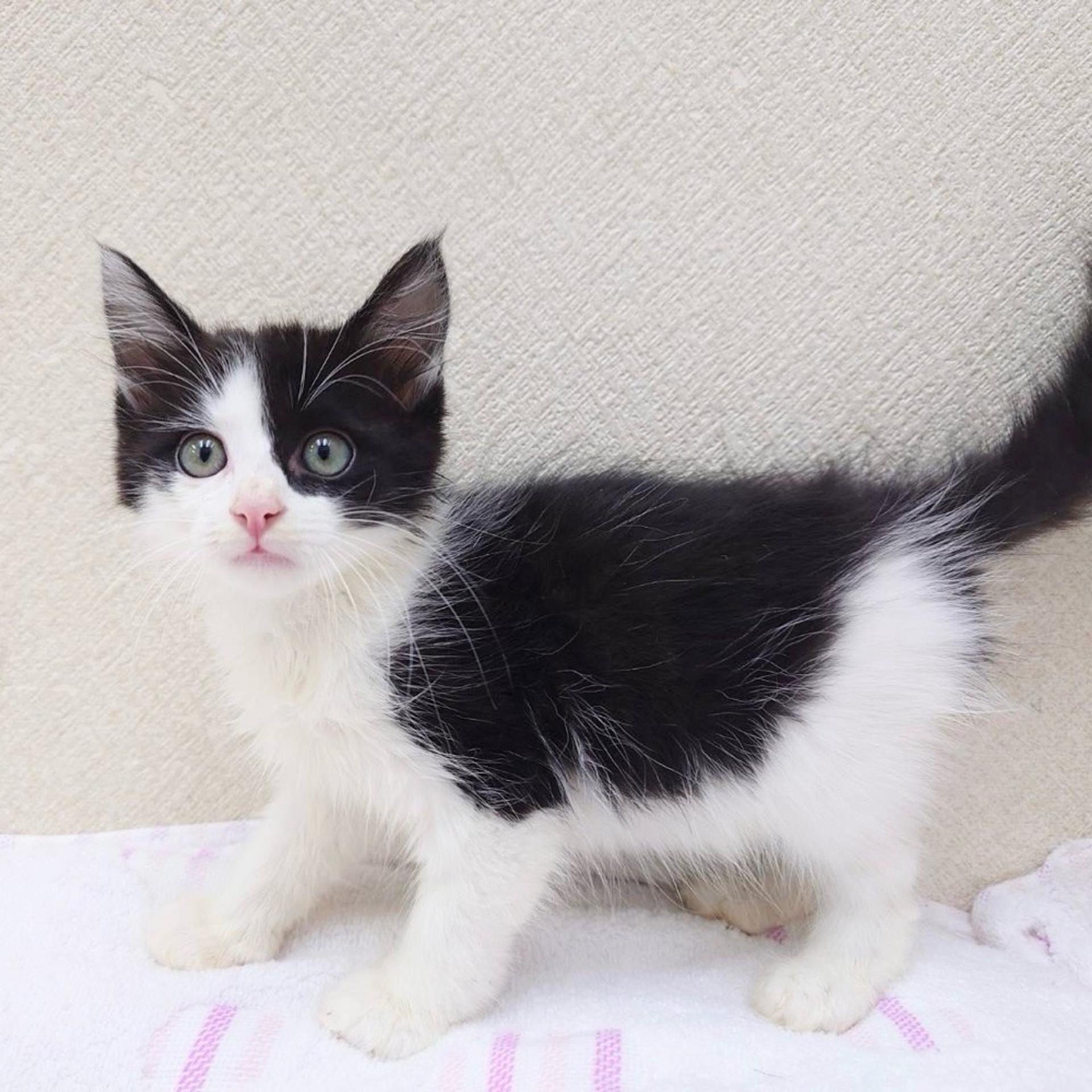 pet-image-2
