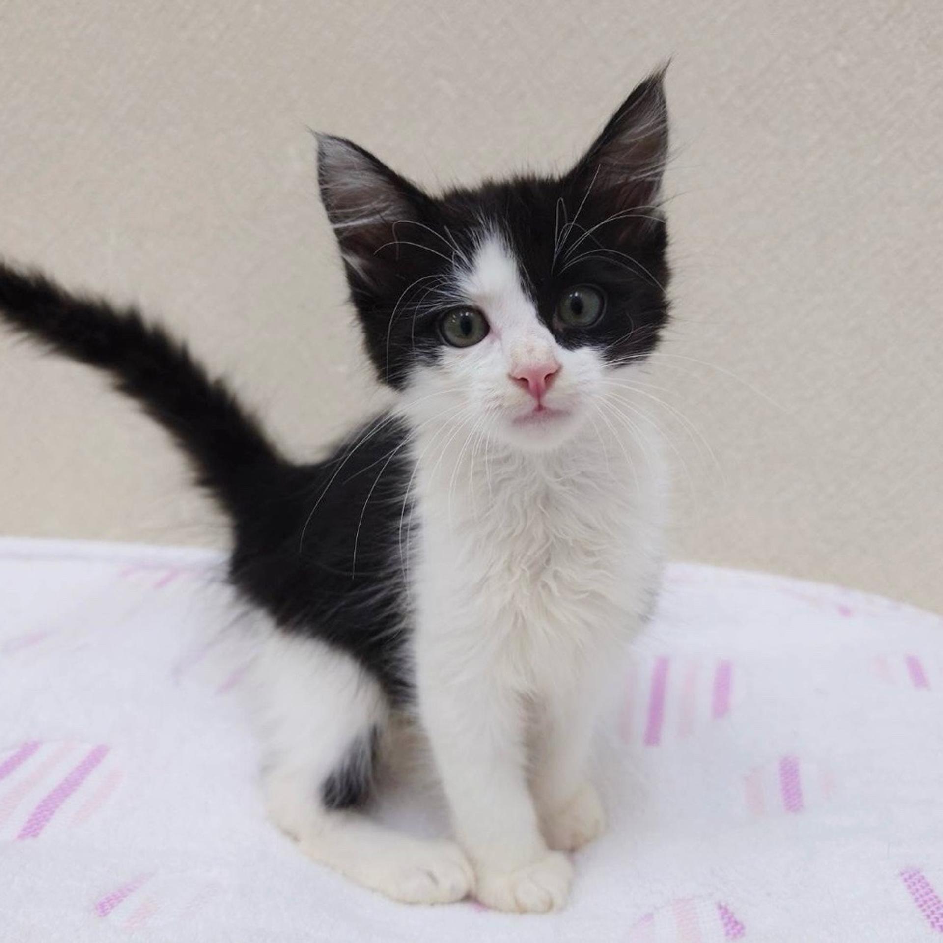 pet-image-3