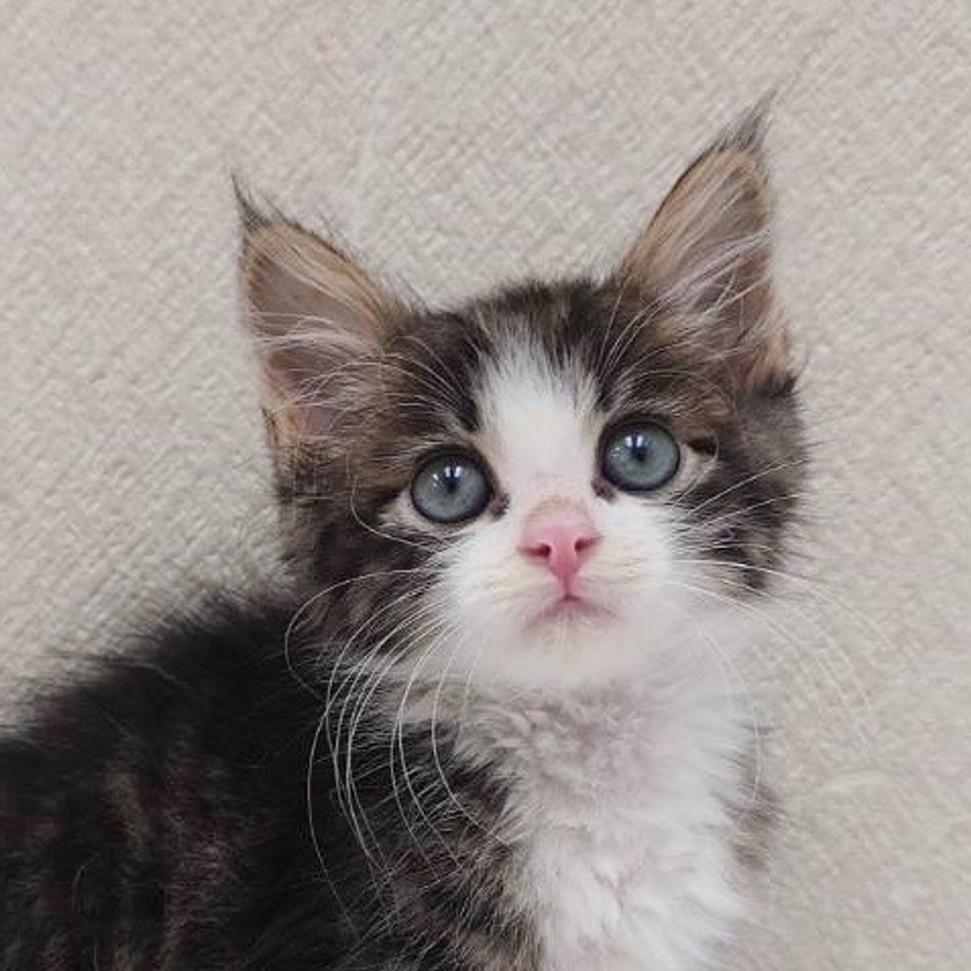 雑種（ミックス猫）・オスの里親募集の写真