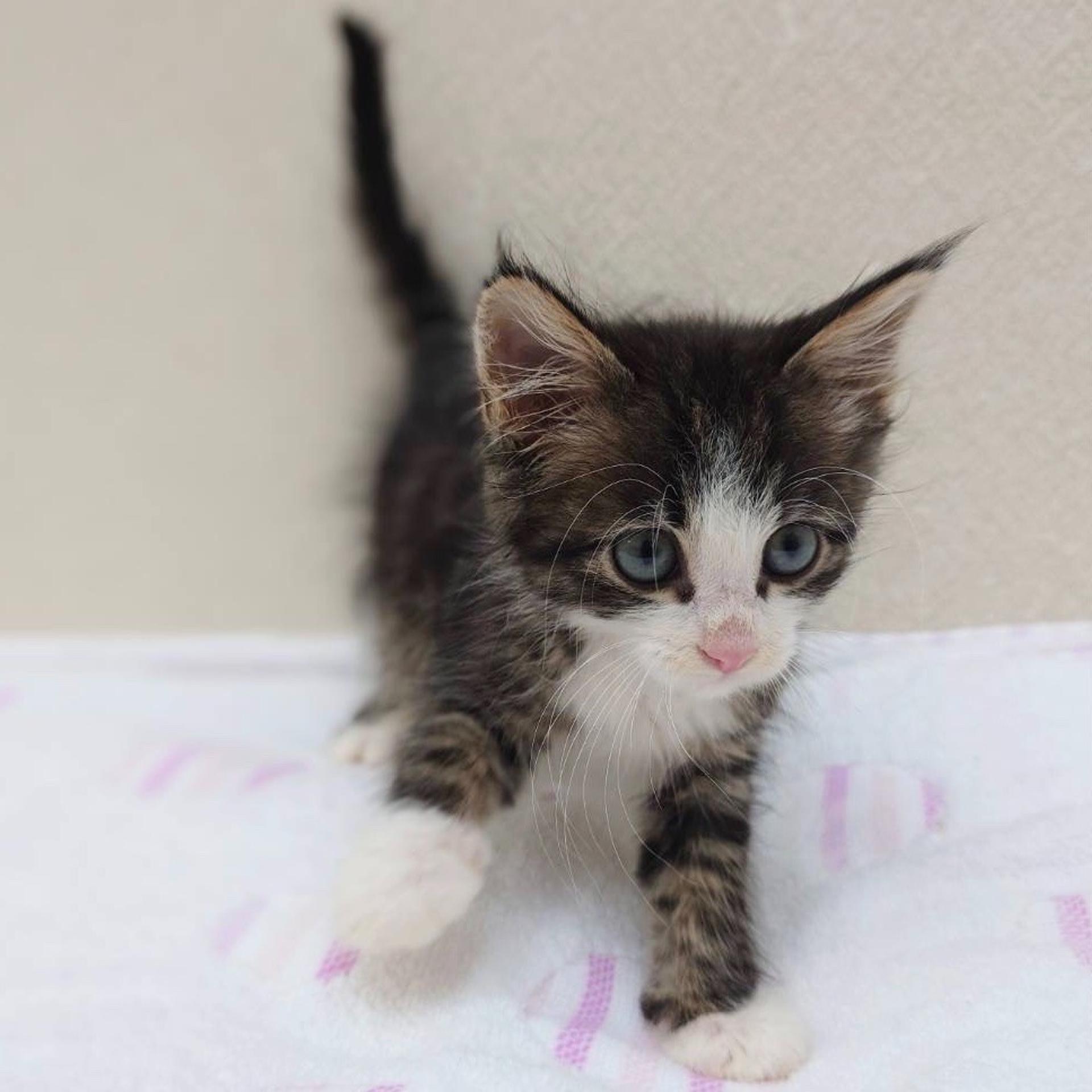 pet-image-3