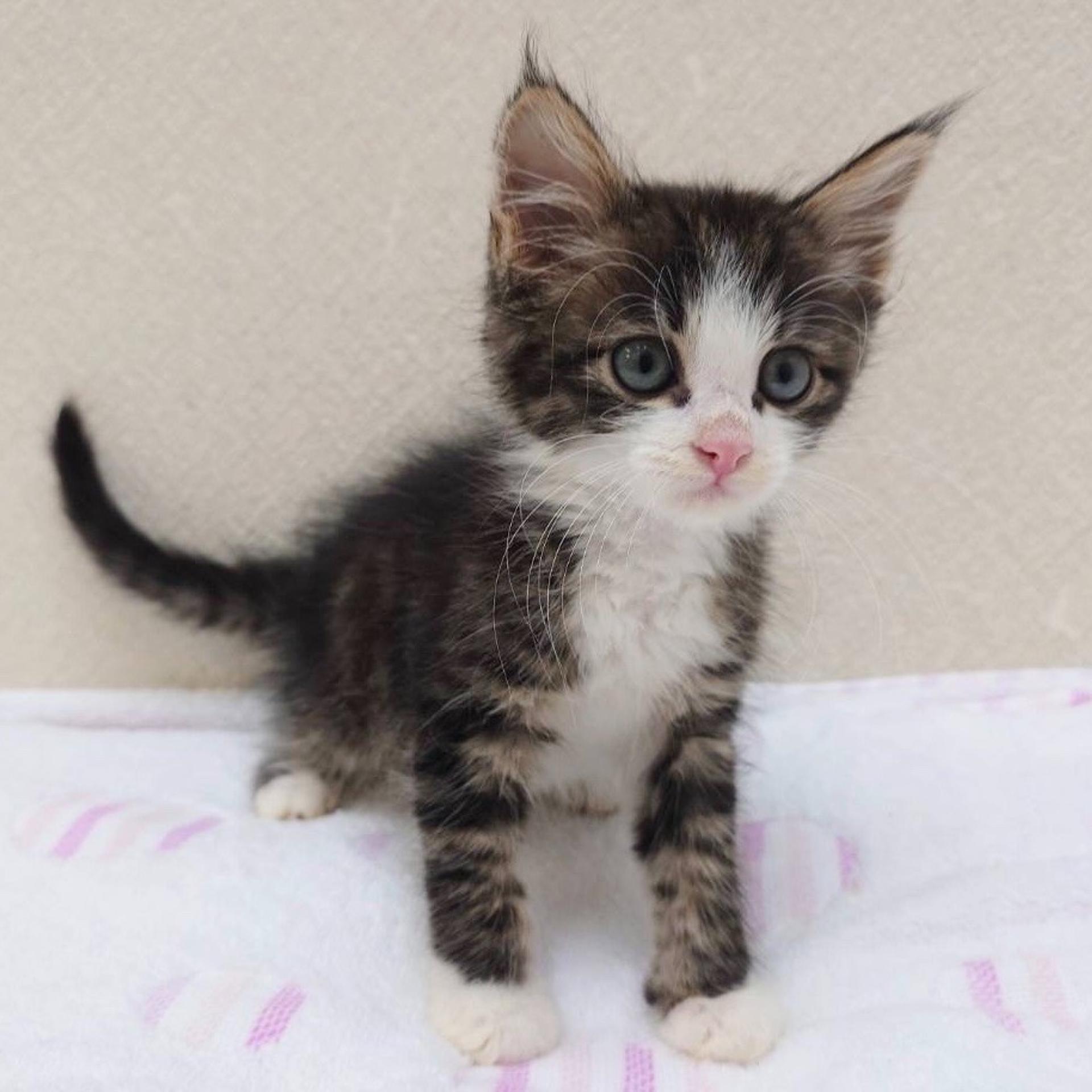 pet-image-5