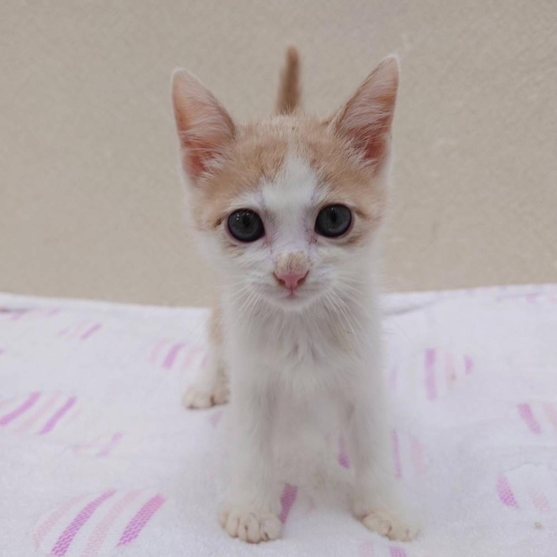 pet-image-5