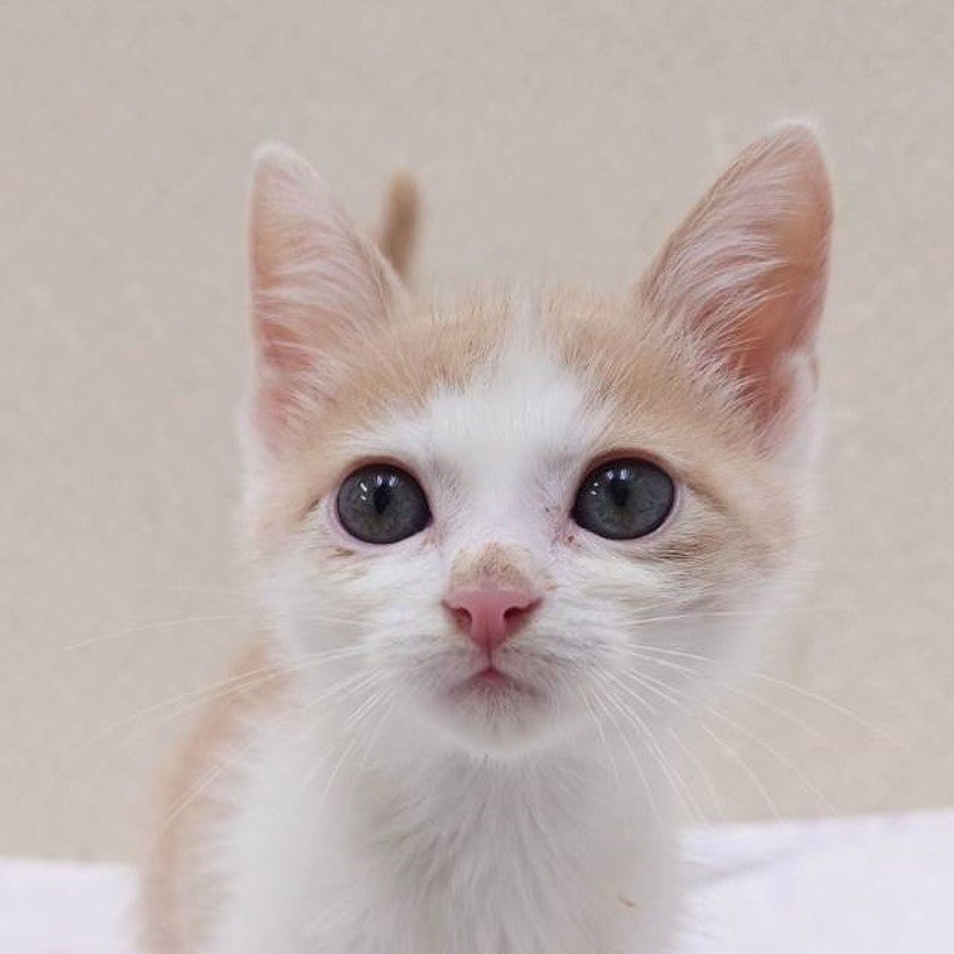 雑種（ミックス猫）・オスの里親募集の写真