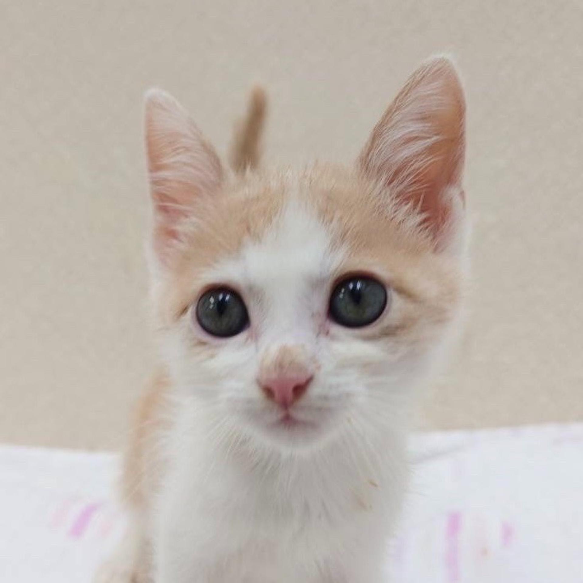 pet-image-2