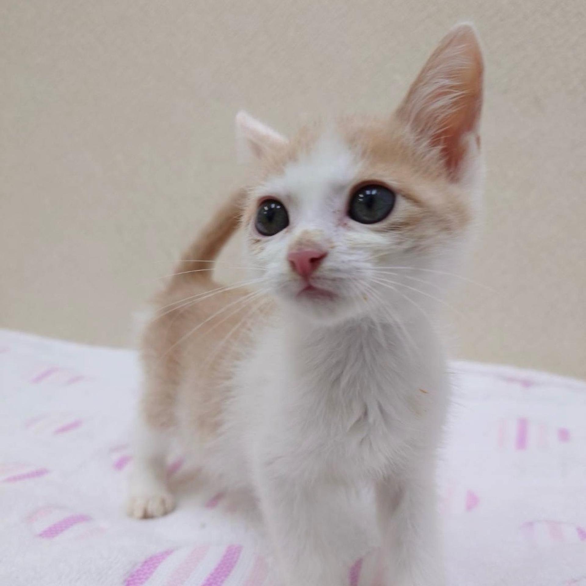 pet-image-6