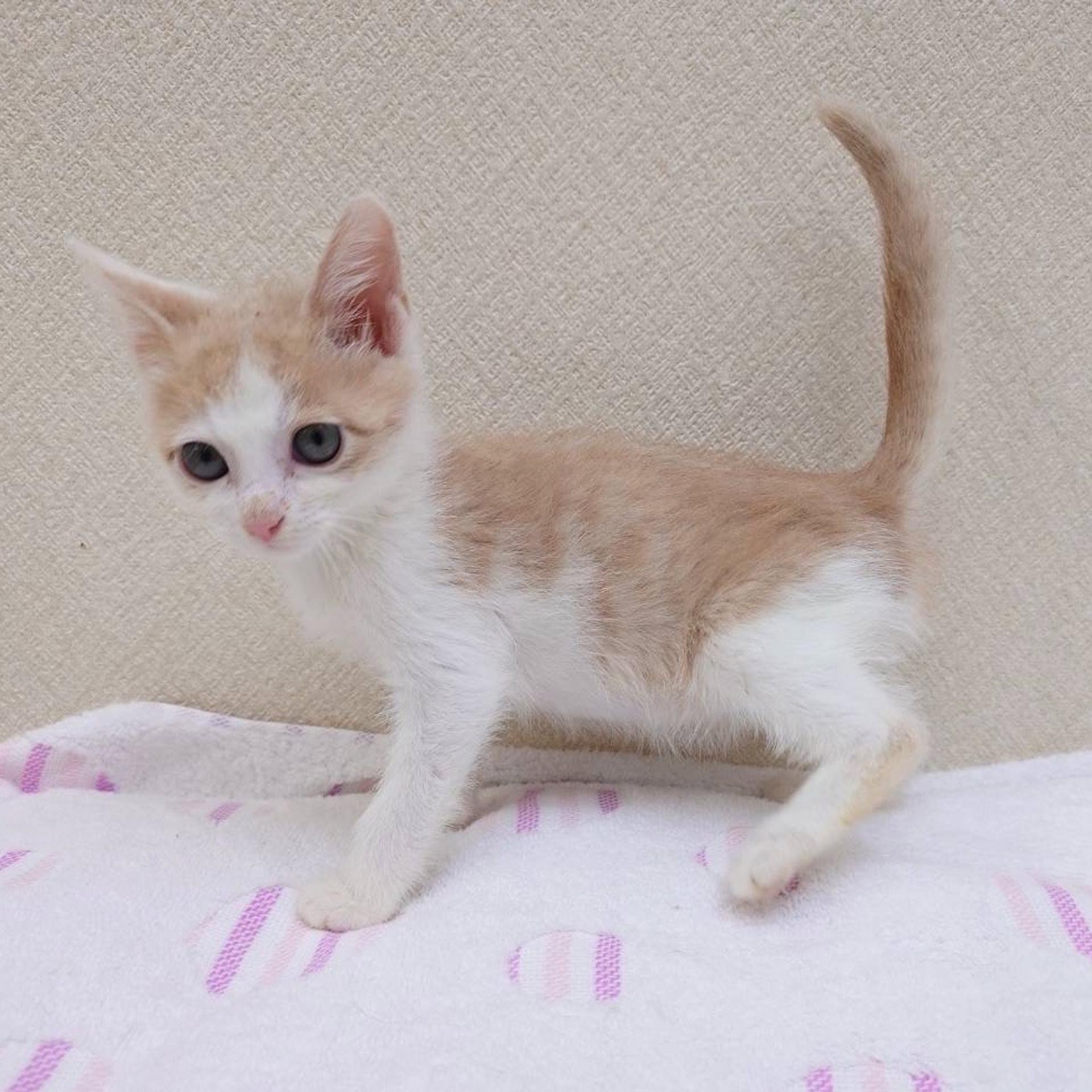 pet-image-4