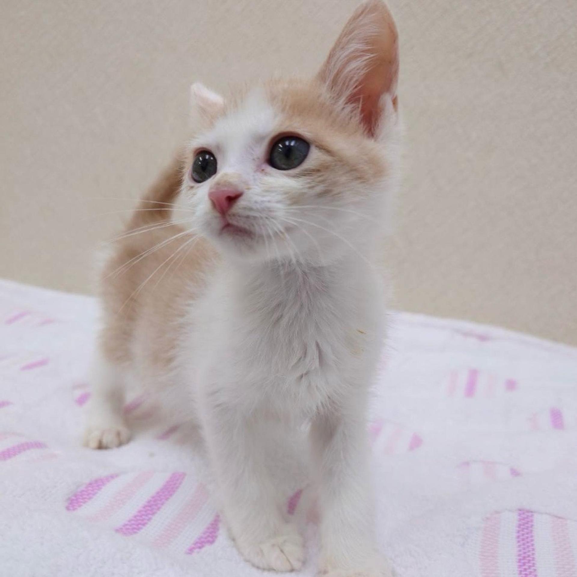 pet-image-3