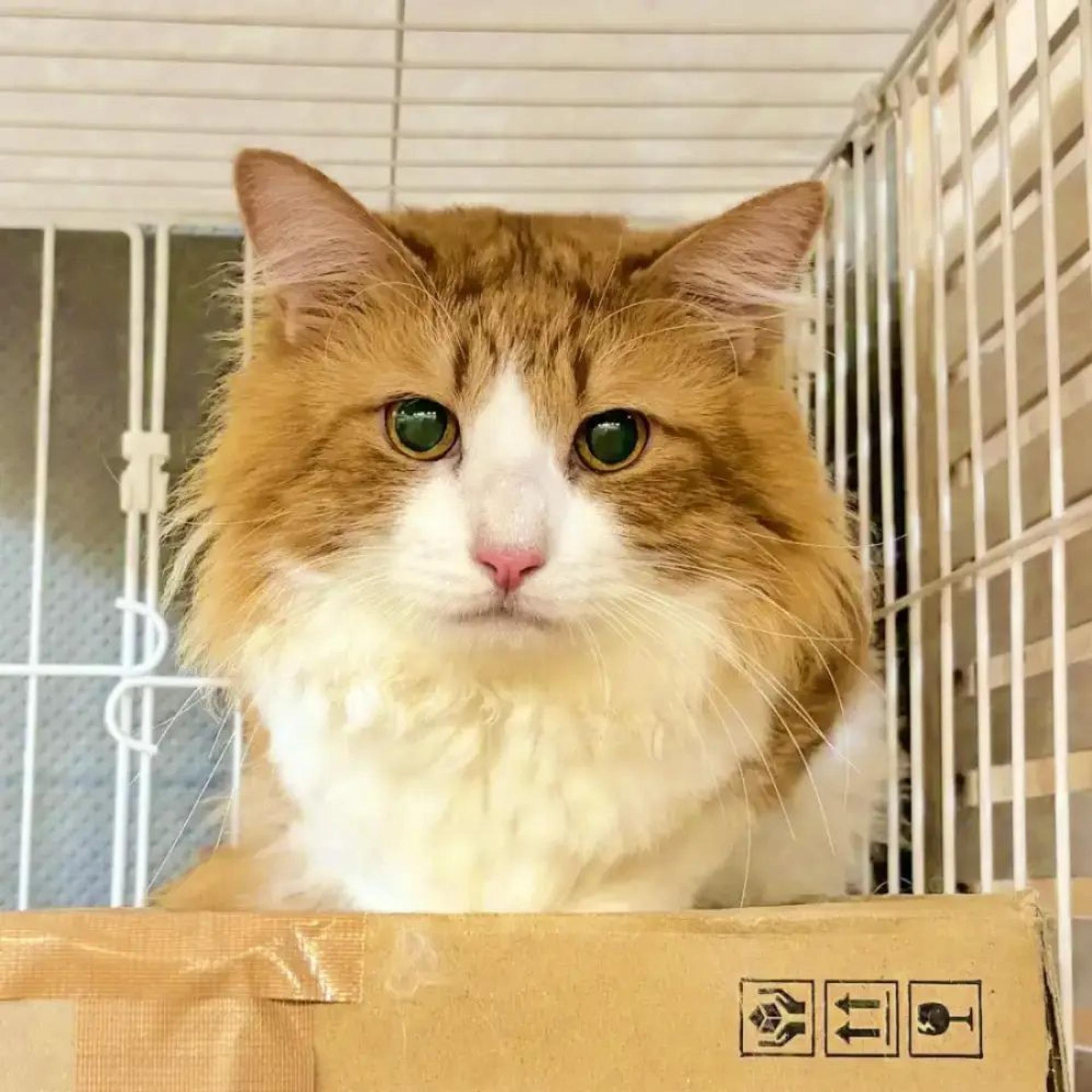 pet-image-2