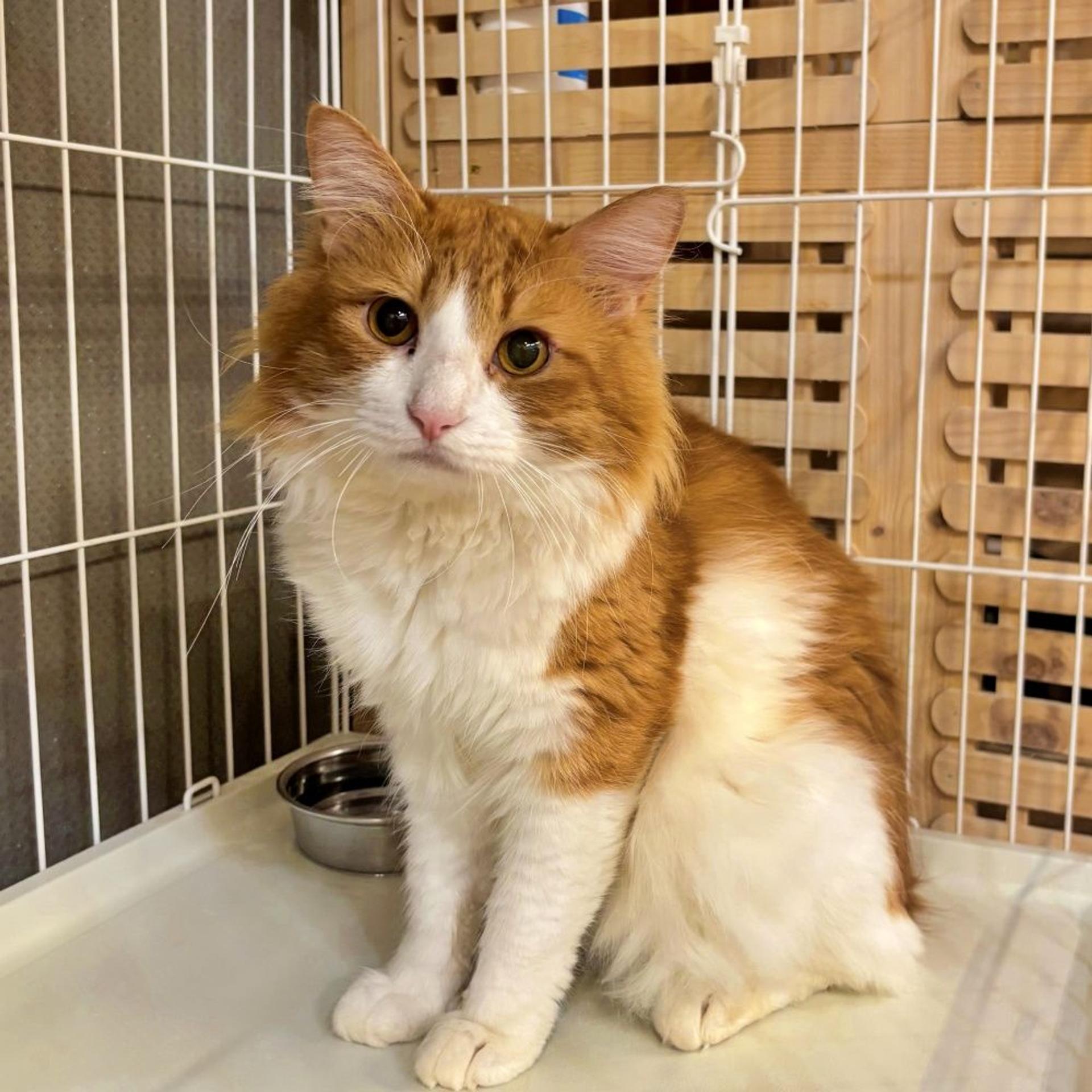 pet-image-4