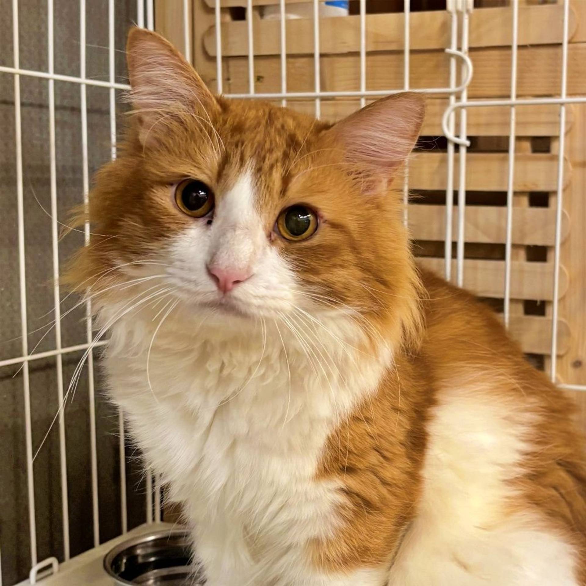 雑種（ミックス猫）・オスの里親募集の写真