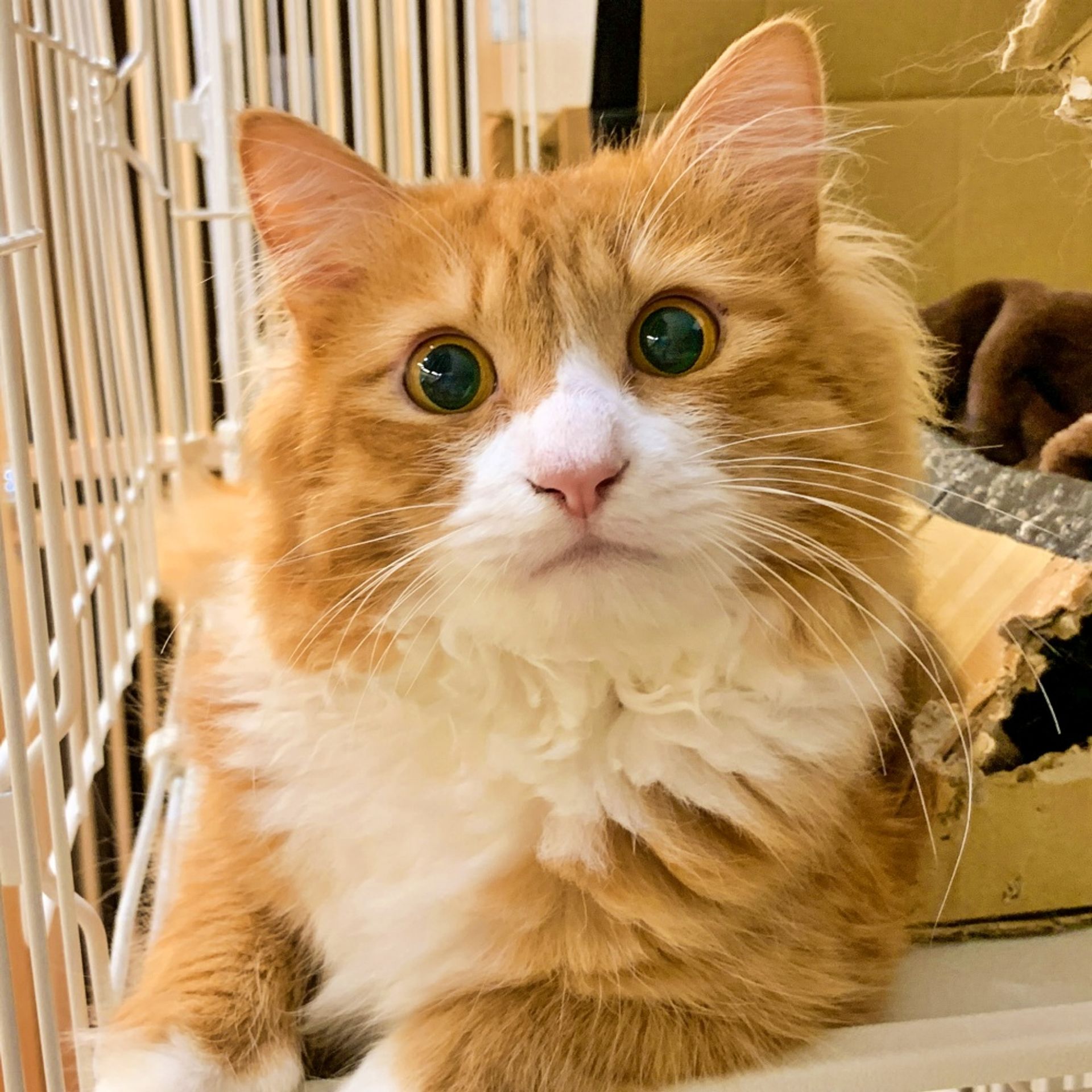 雑種（ミックス猫）・オスの里親募集の写真