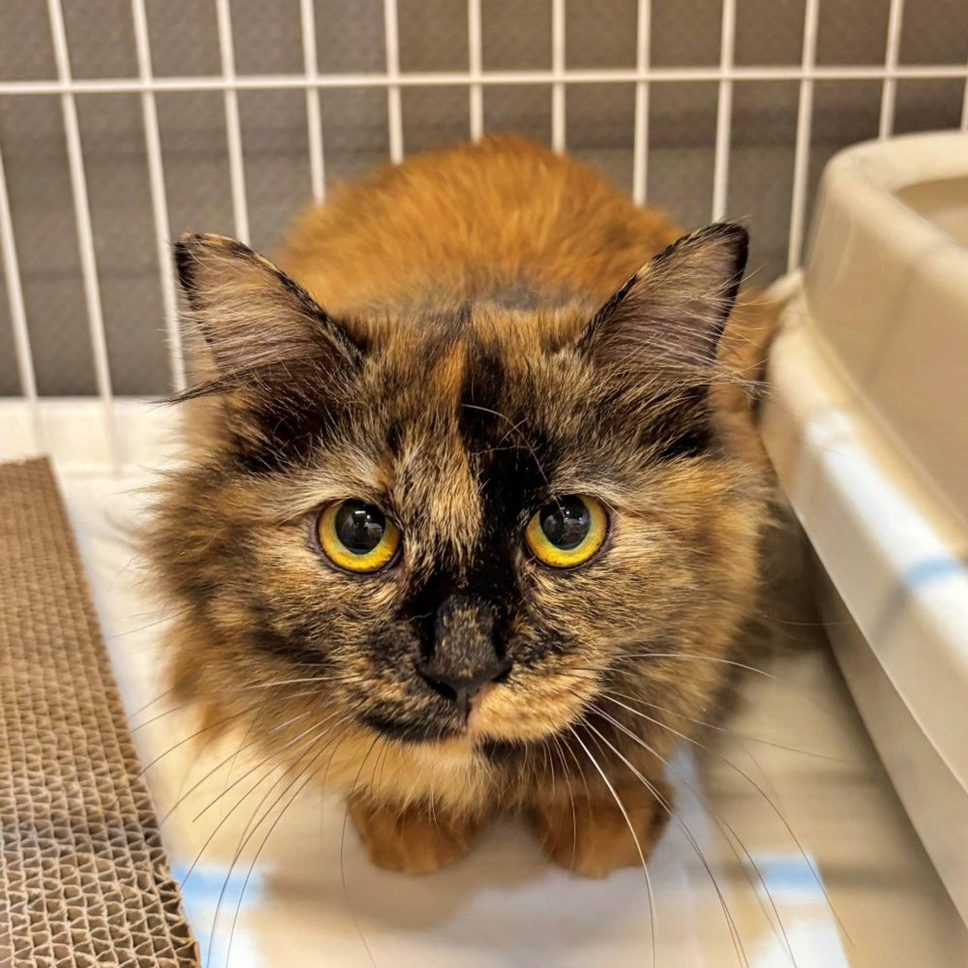 雑種（ミックス猫）・メスの里親募集の写真