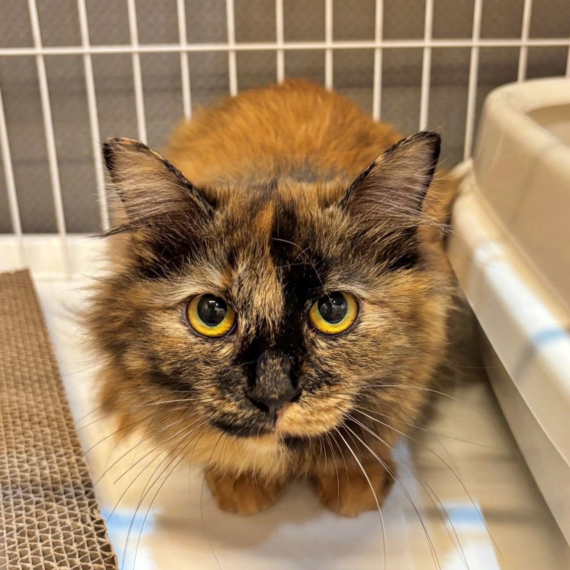 雑種（ミックス猫）・メスの里親募集の写真