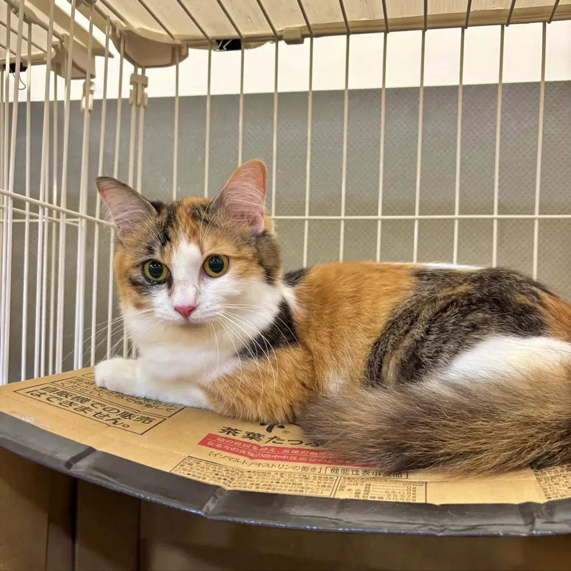 pet-image-2