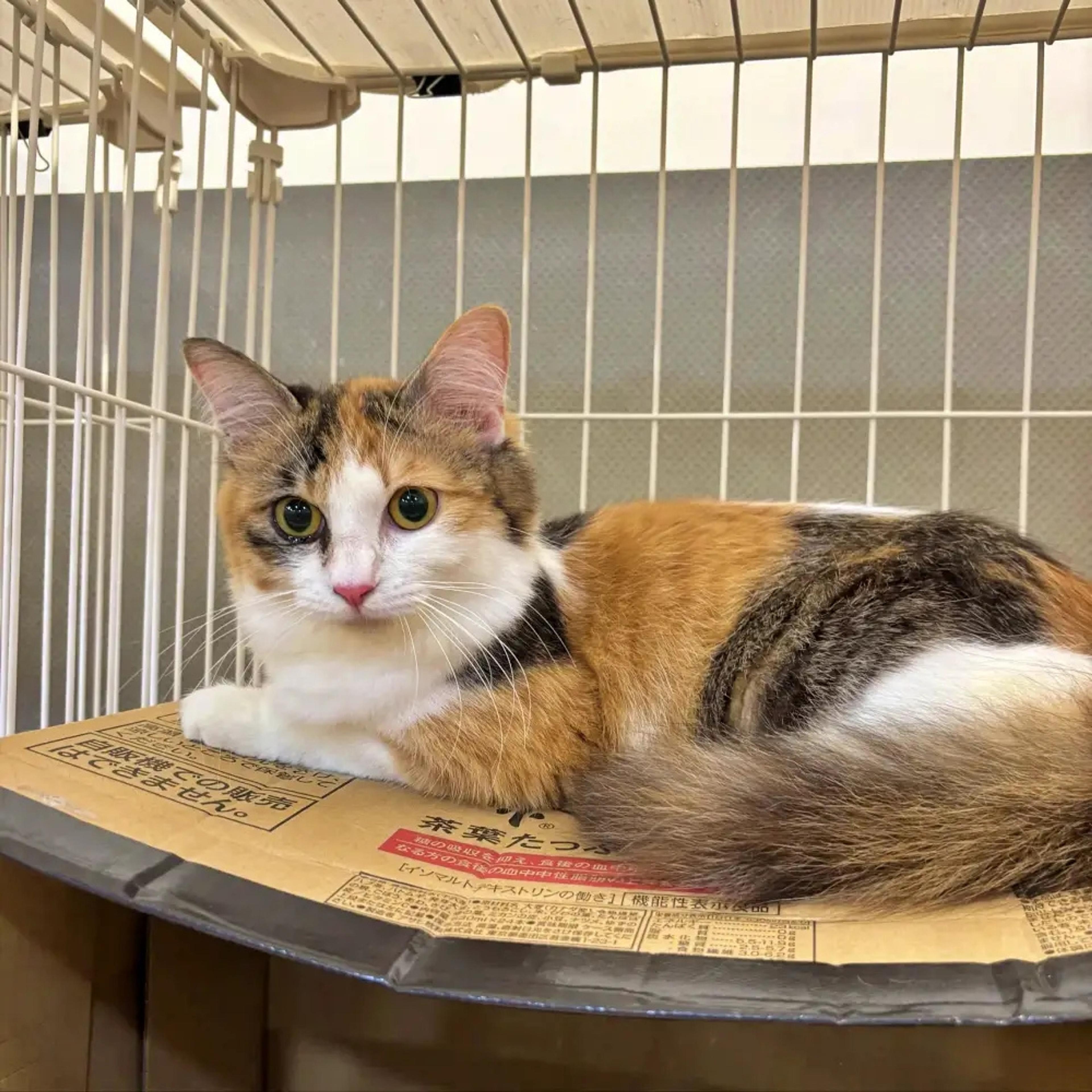 pet-image-2