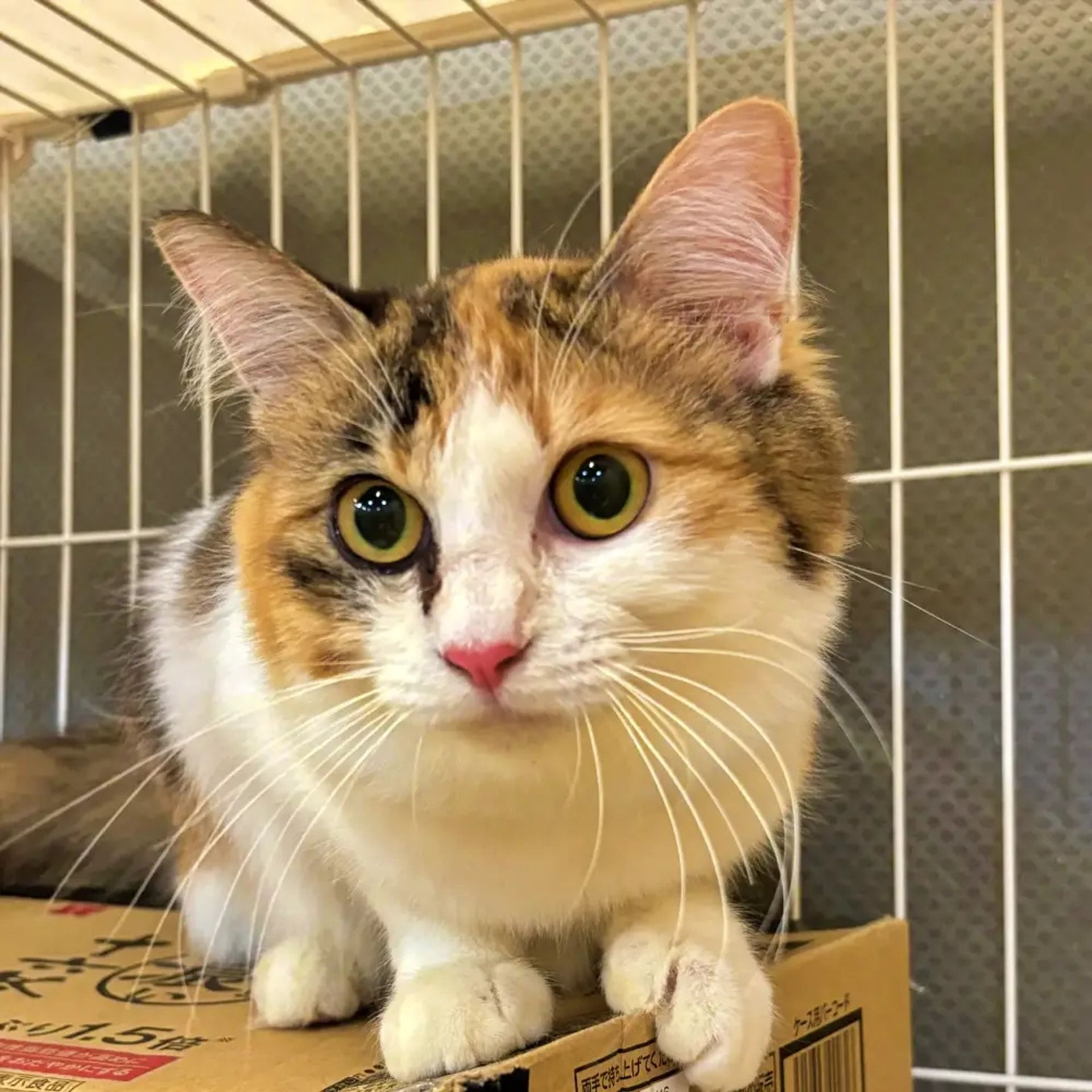 雑種（ミックス猫）・メスの里親募集の写真