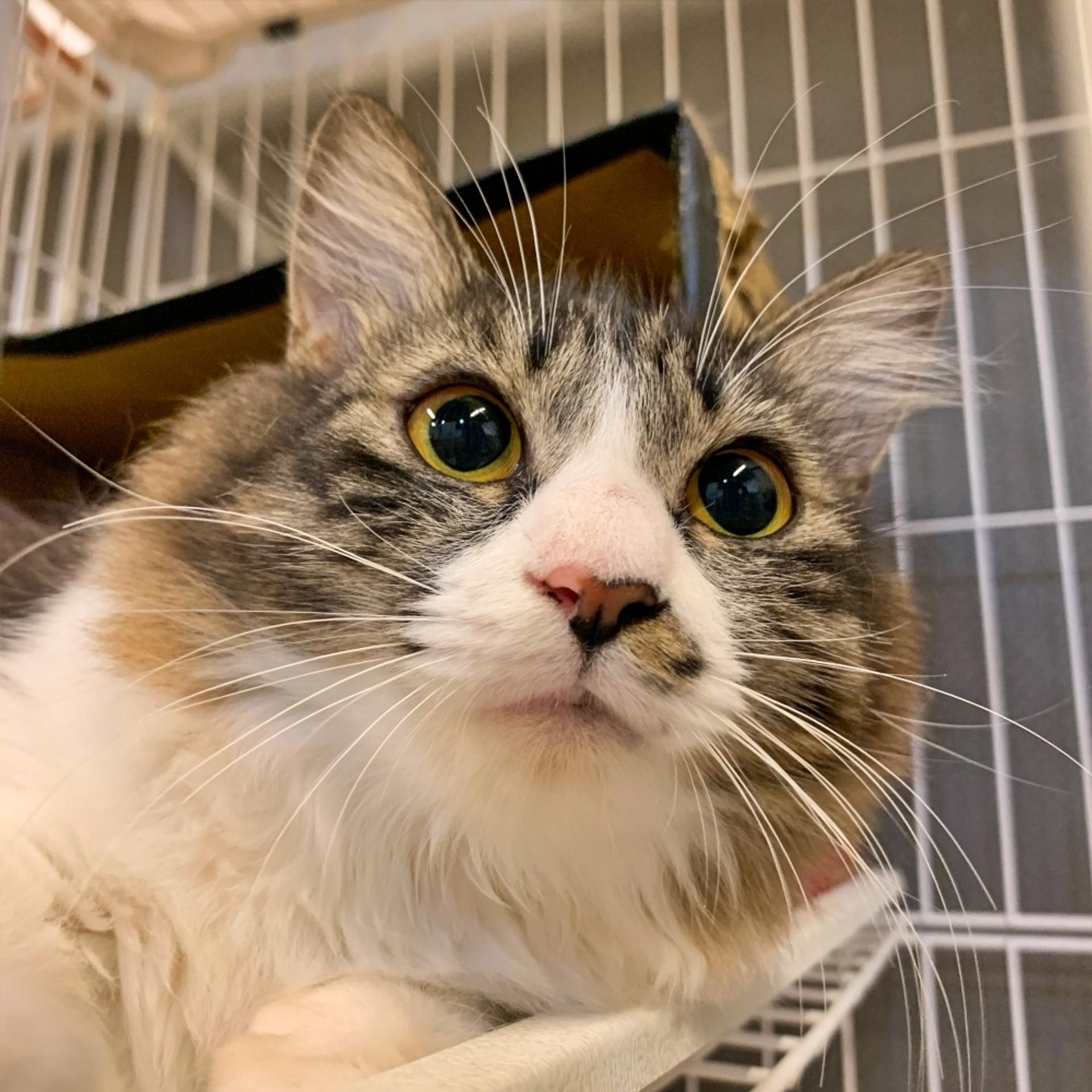 pet-image-2