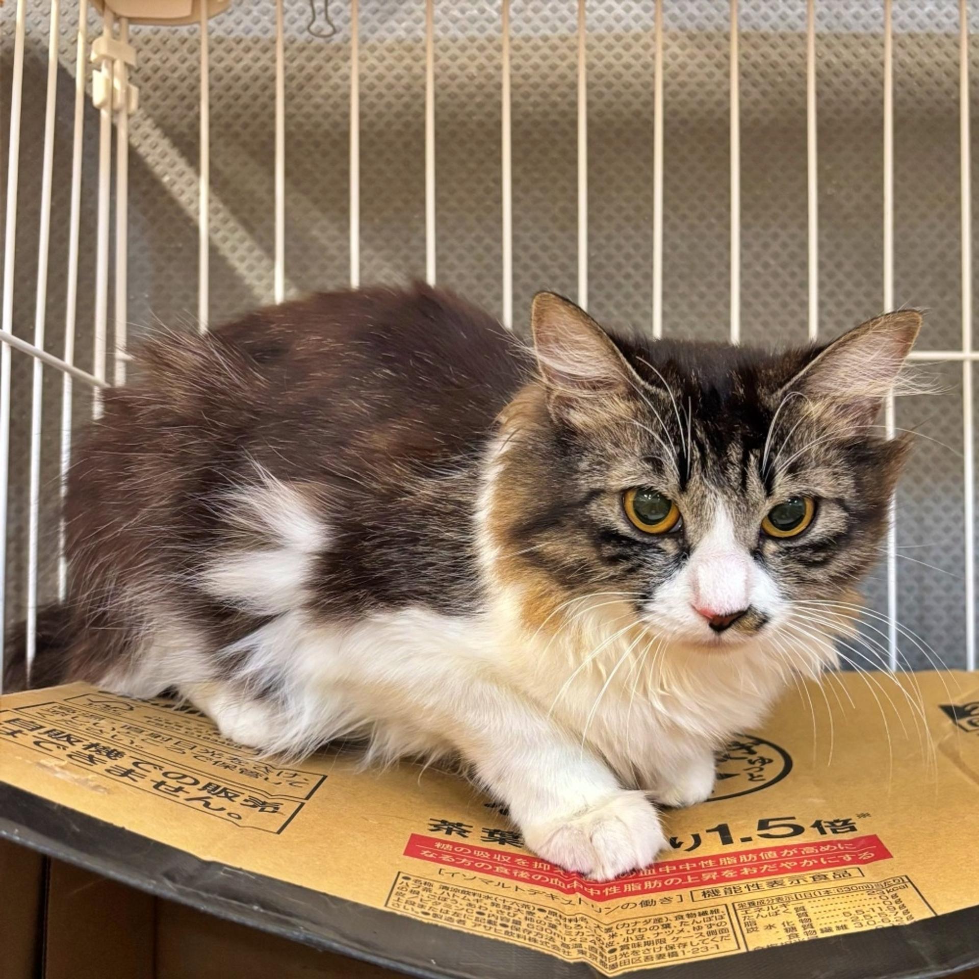 pet-image-3